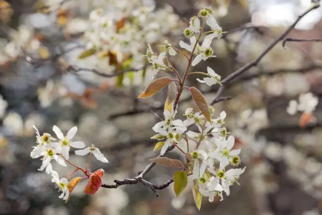 White blossoms on a flowering twig with brown leaves and asoft, blurred background