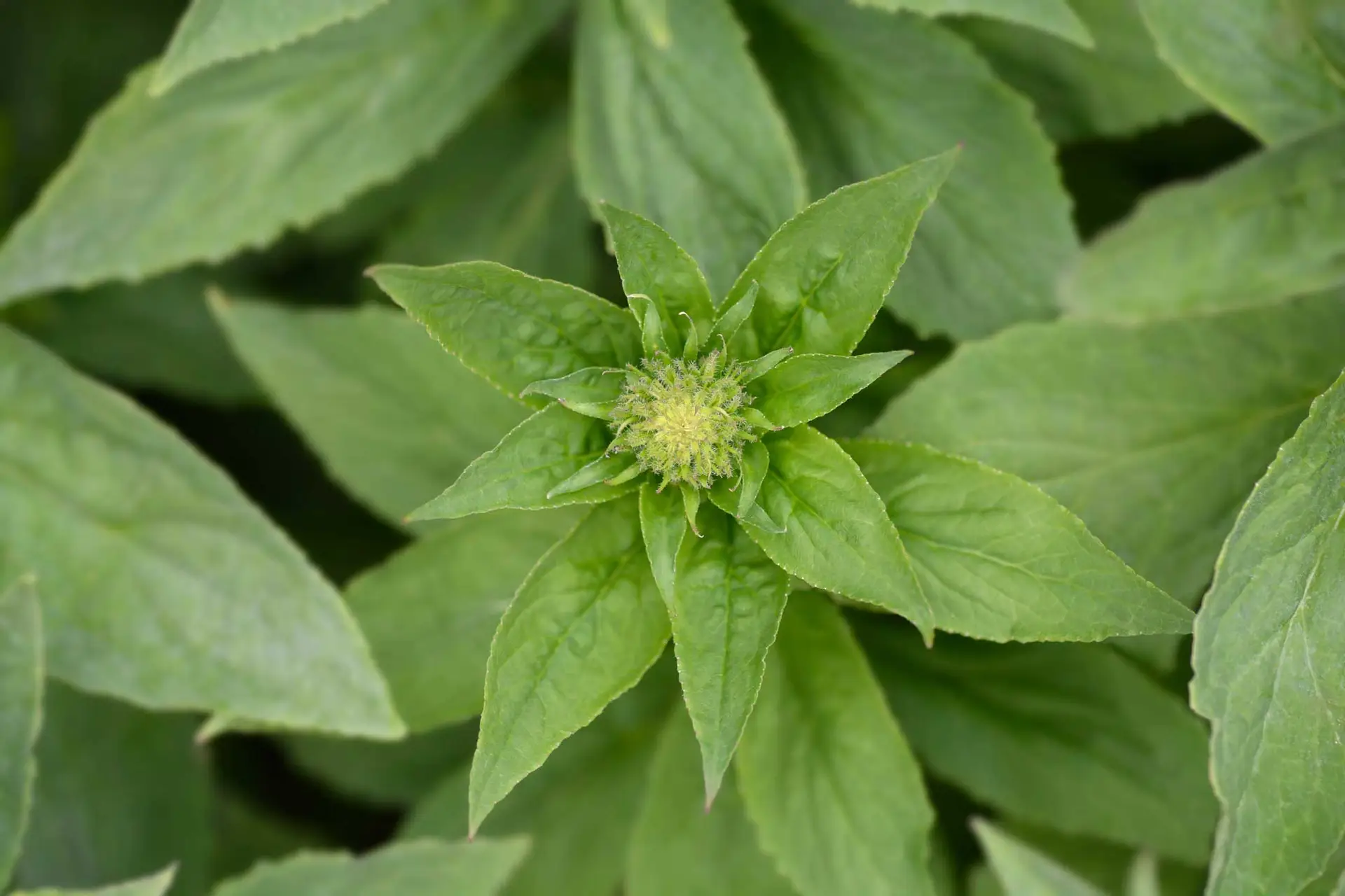 Great blue lobelia in spring, a star-shaped rosette of green leaves seen from above
