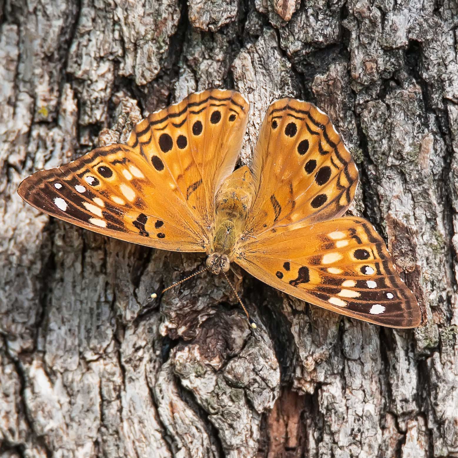 Hackberry emperor butterfly, tan wings with dark eyespots, on tree bark
