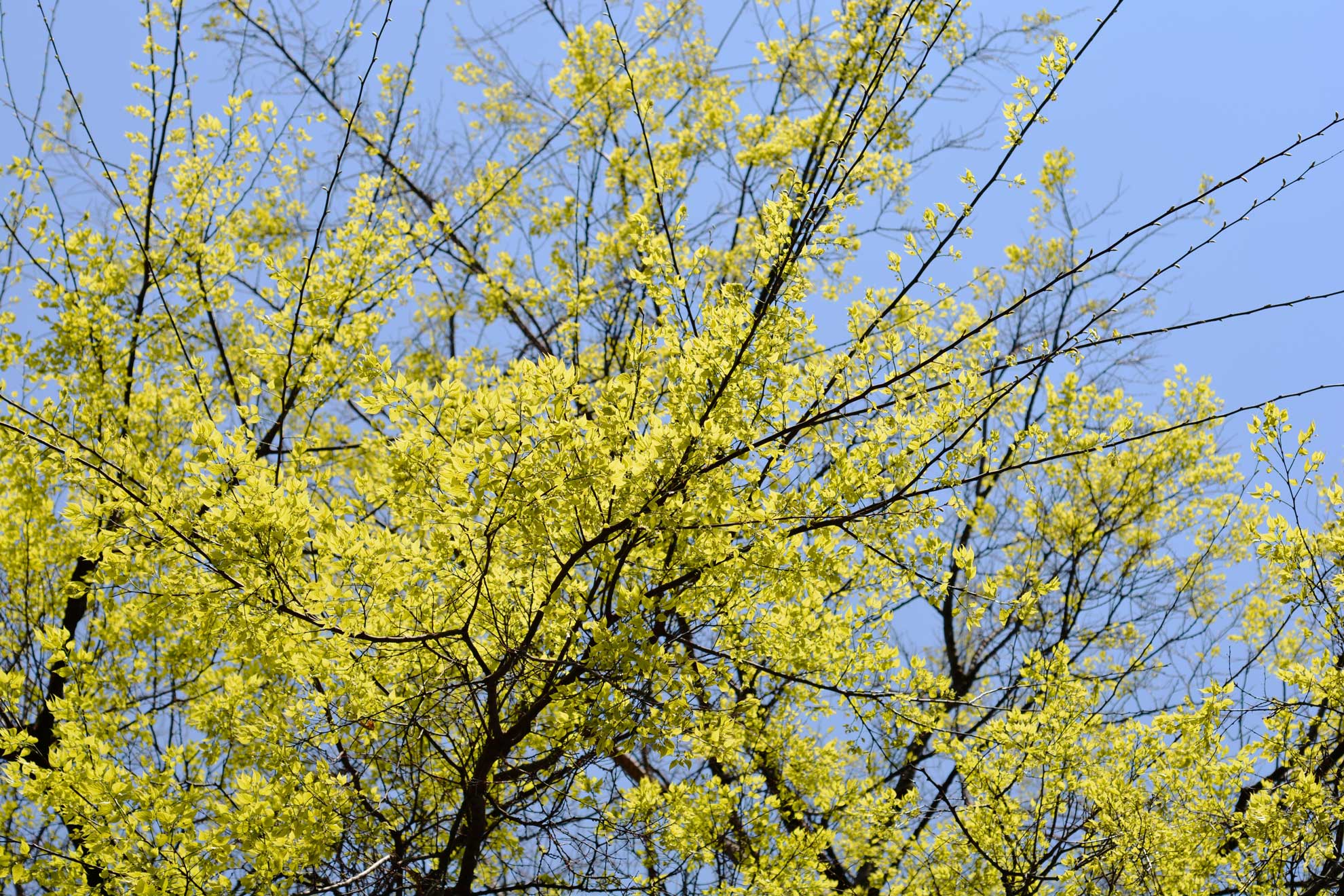 Planting Guide for Native Hackberry Trees - The Plant Native