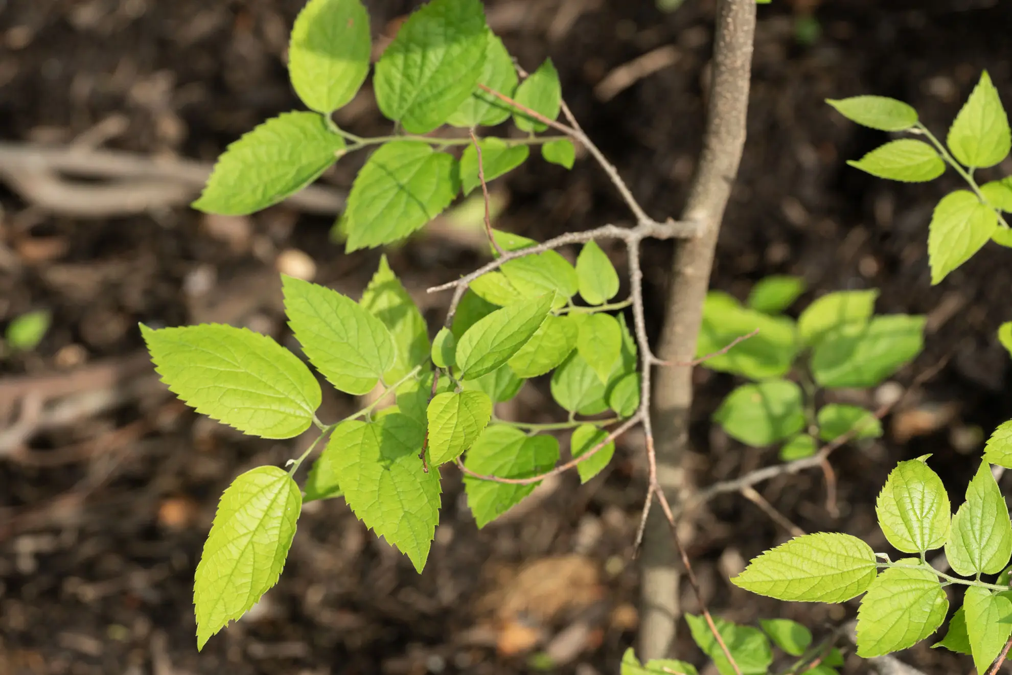 Young hackberry, toothed bright green leaves on thin branches