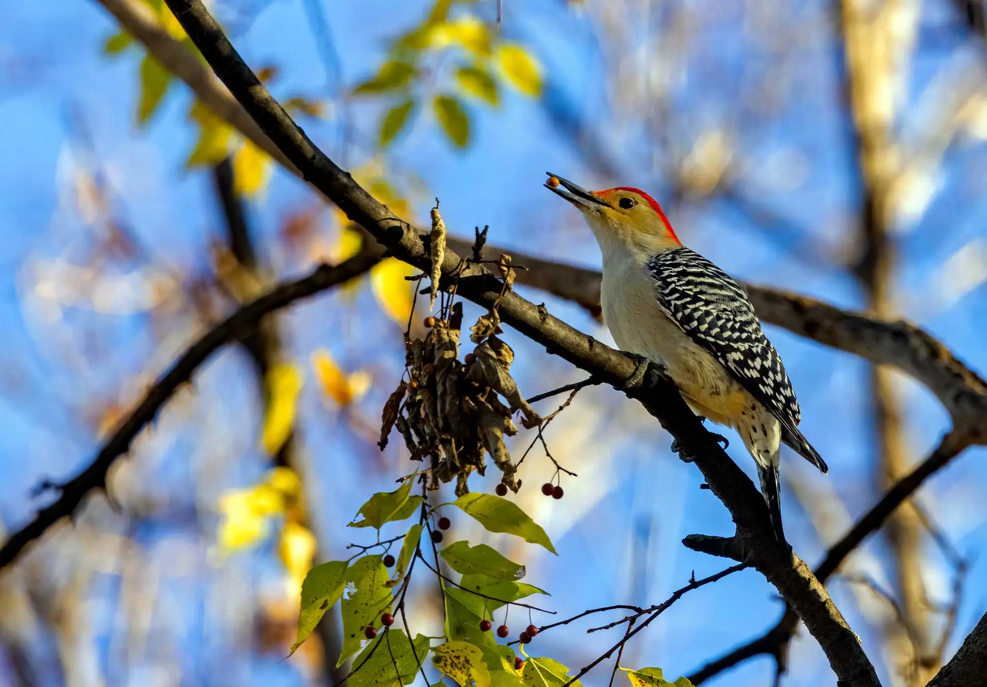Red-bellied woodpecker eating hackberry fruit on a branch