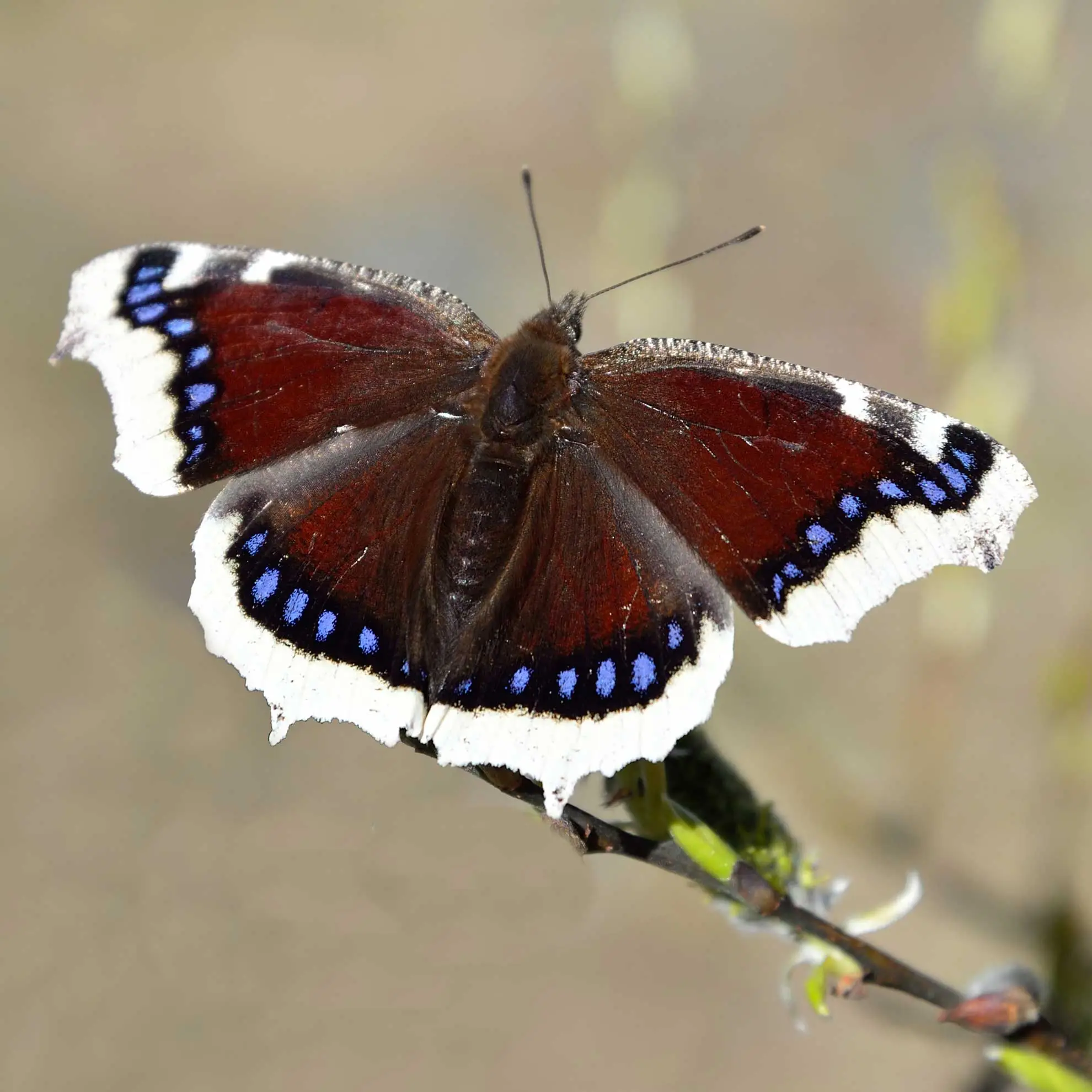 Mourning cloak butterfly, dark maroon wings edged in blue spots and cream