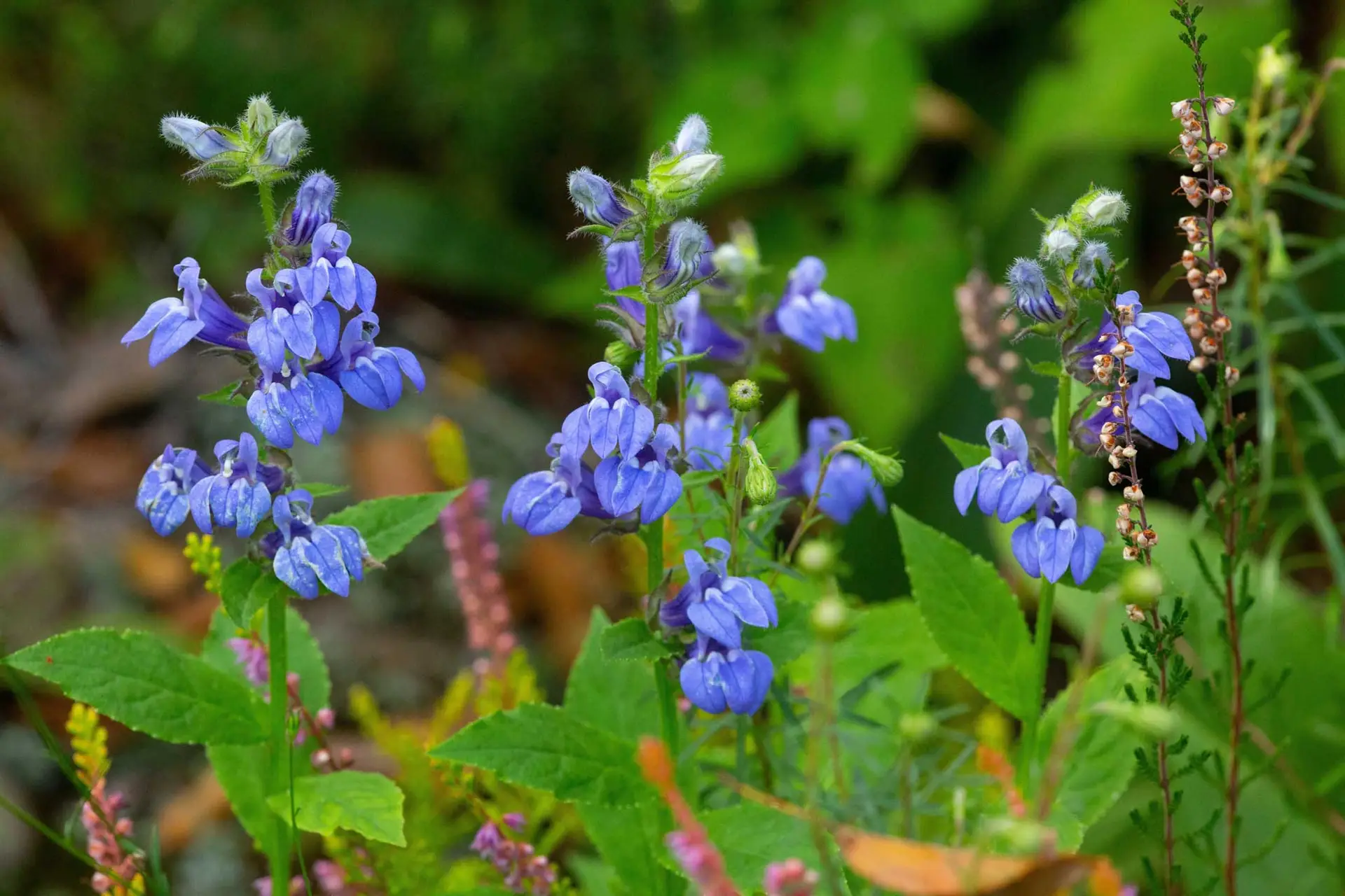 Great blue lobelia, several spikes of blue flowers in a group planting