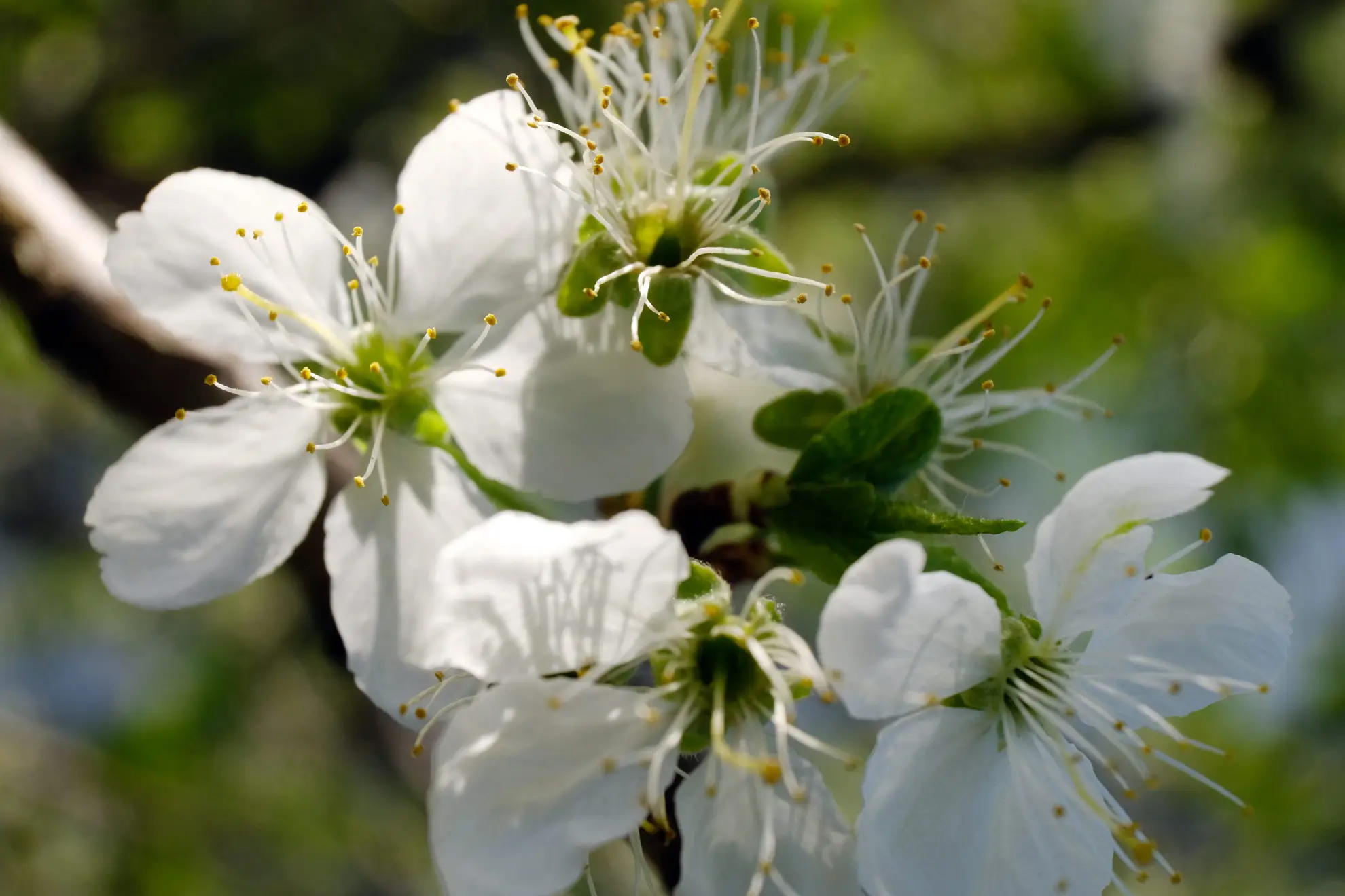 Oregon crabapple, white flowers with long stamens on a branch
