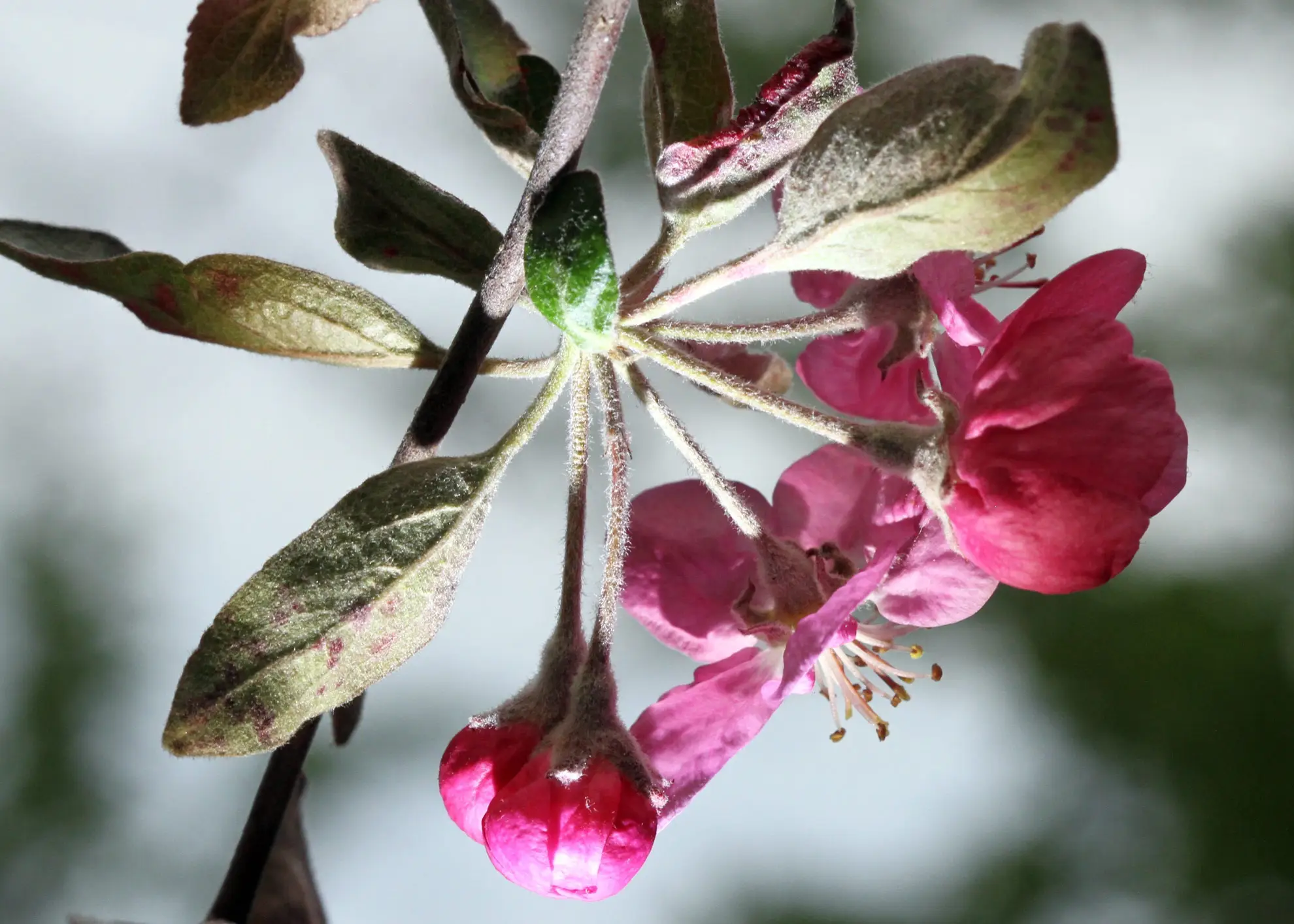 Prairie crabapple, deep pink blossoms and buds opening among fuzzy new leaves