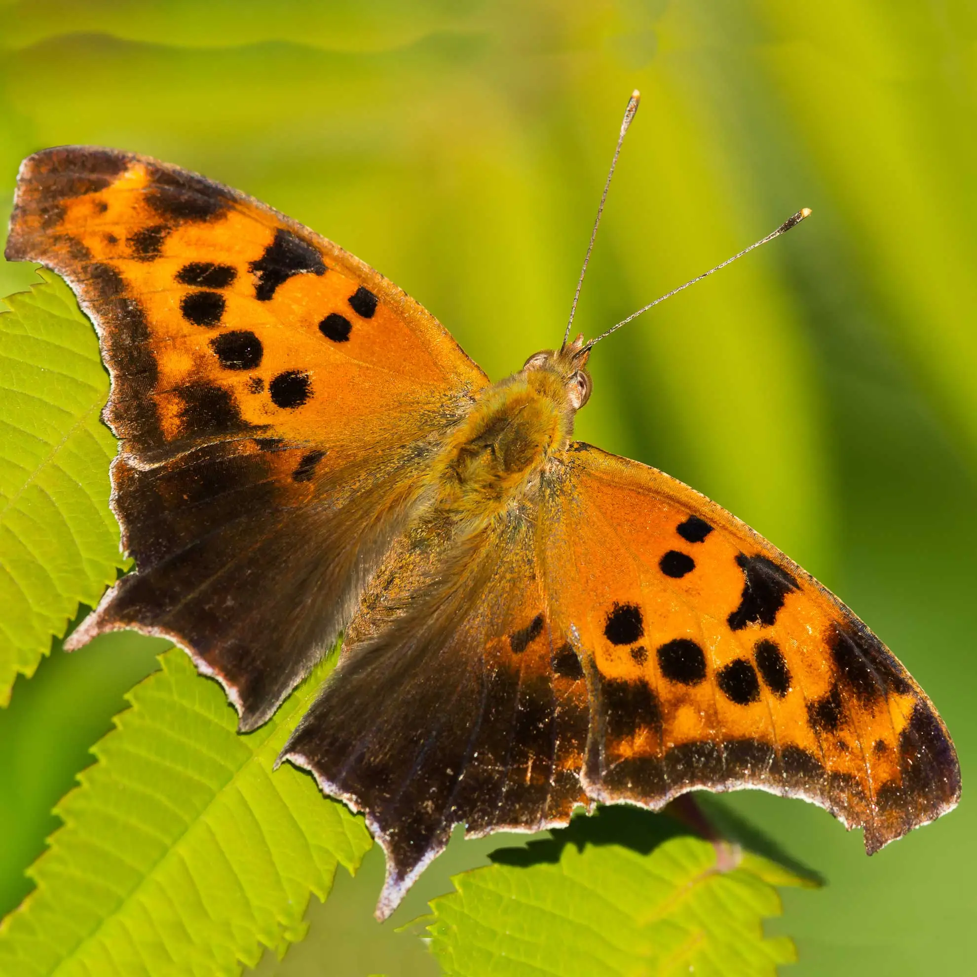 Question mark butterfly, orange wings with black spots and jagged edges
