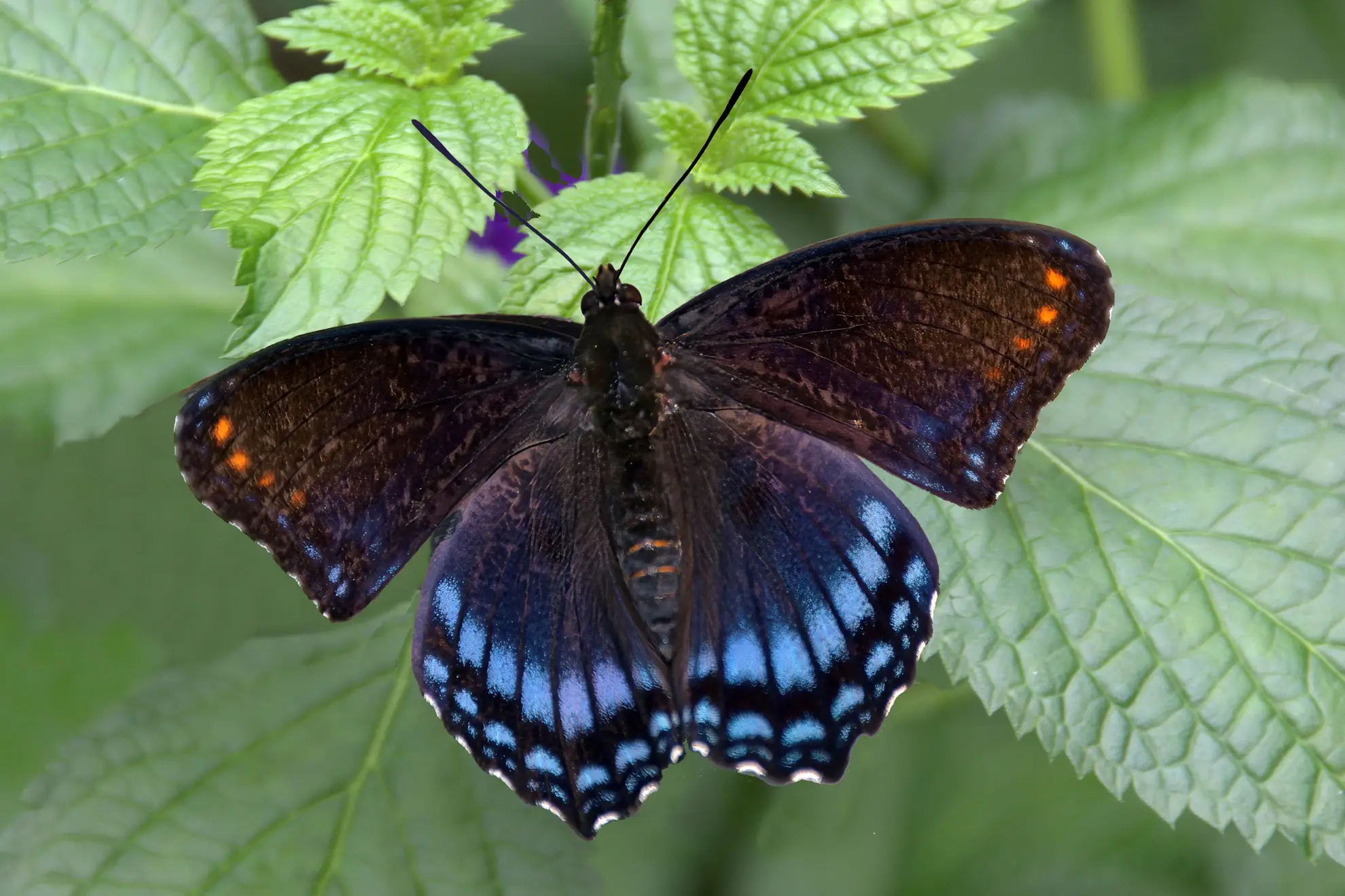 Red-spotted purple butterfly, wings open, dark blue with orange spots, resting on green leaves
