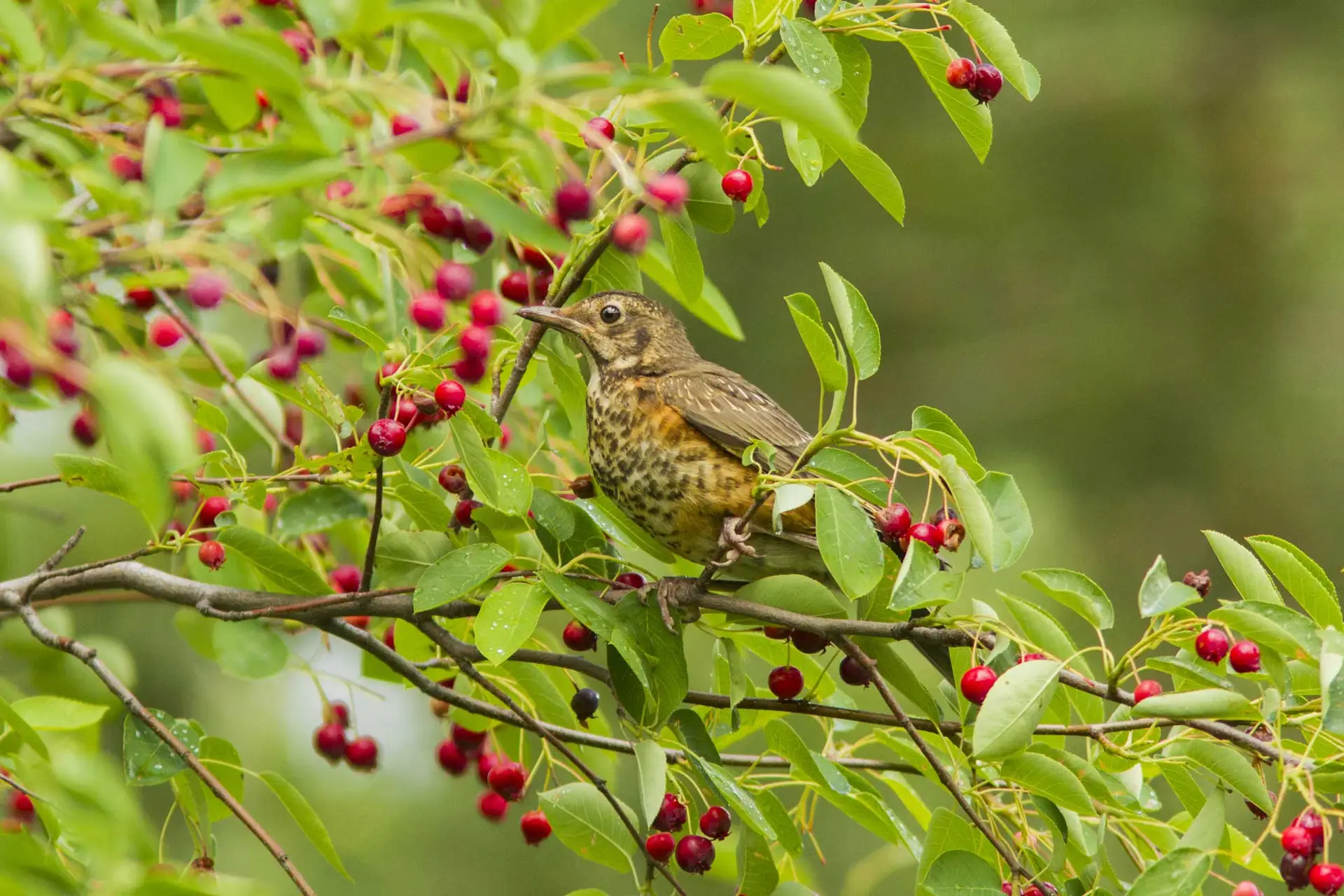Young American robin with a speckled breast perched among red serviceberry fruit