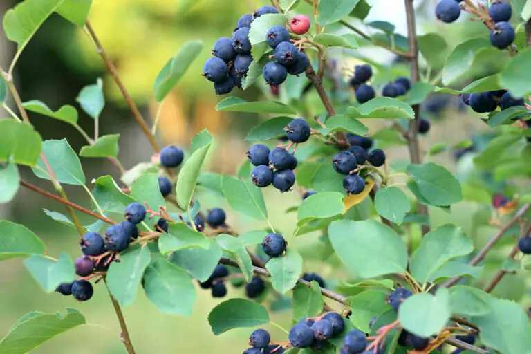 Blueberries growing in clusters on a leafy bush in a garden setting, ready to harvest