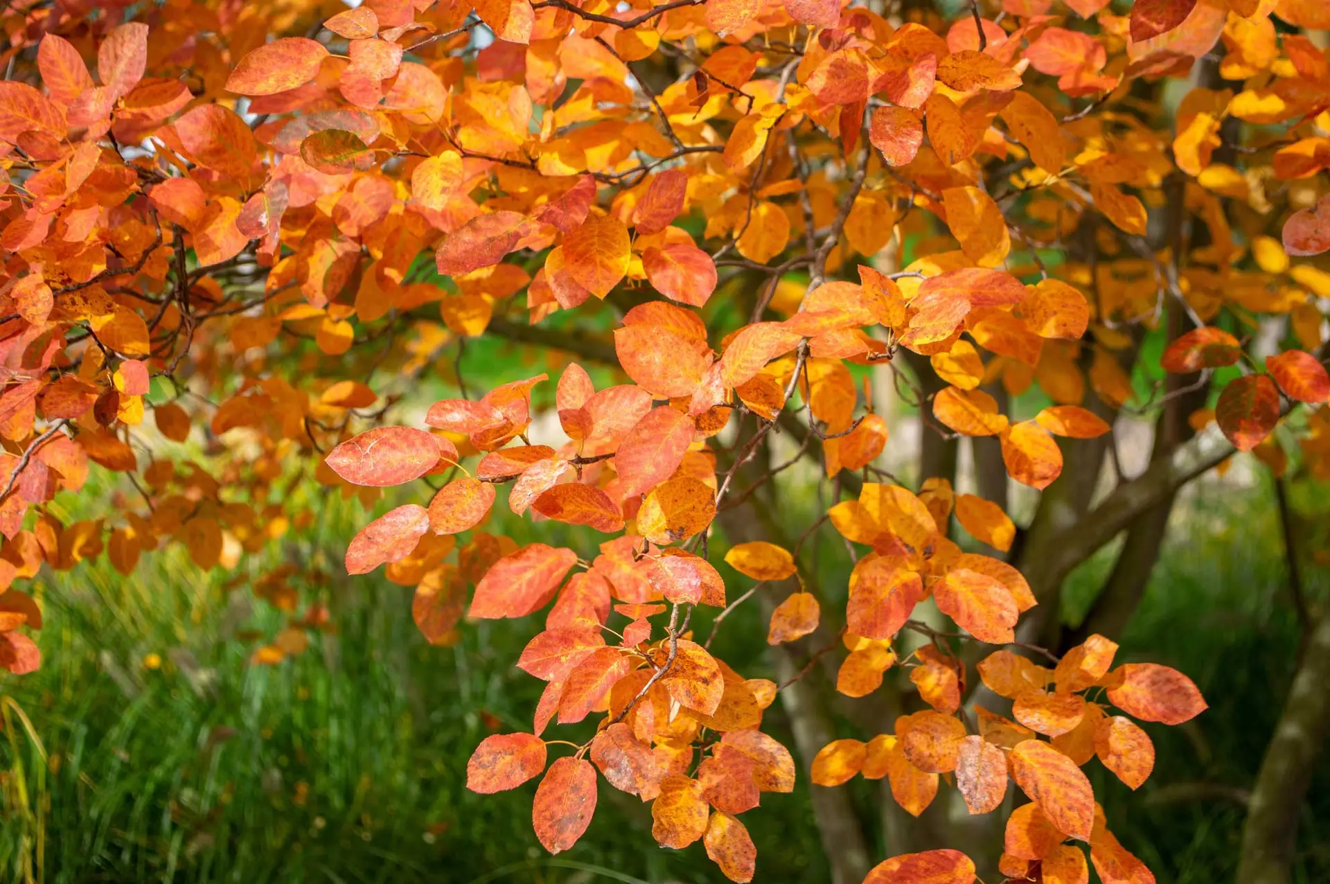 Serviceberry in fall, branches full of orange, red and gold leaves