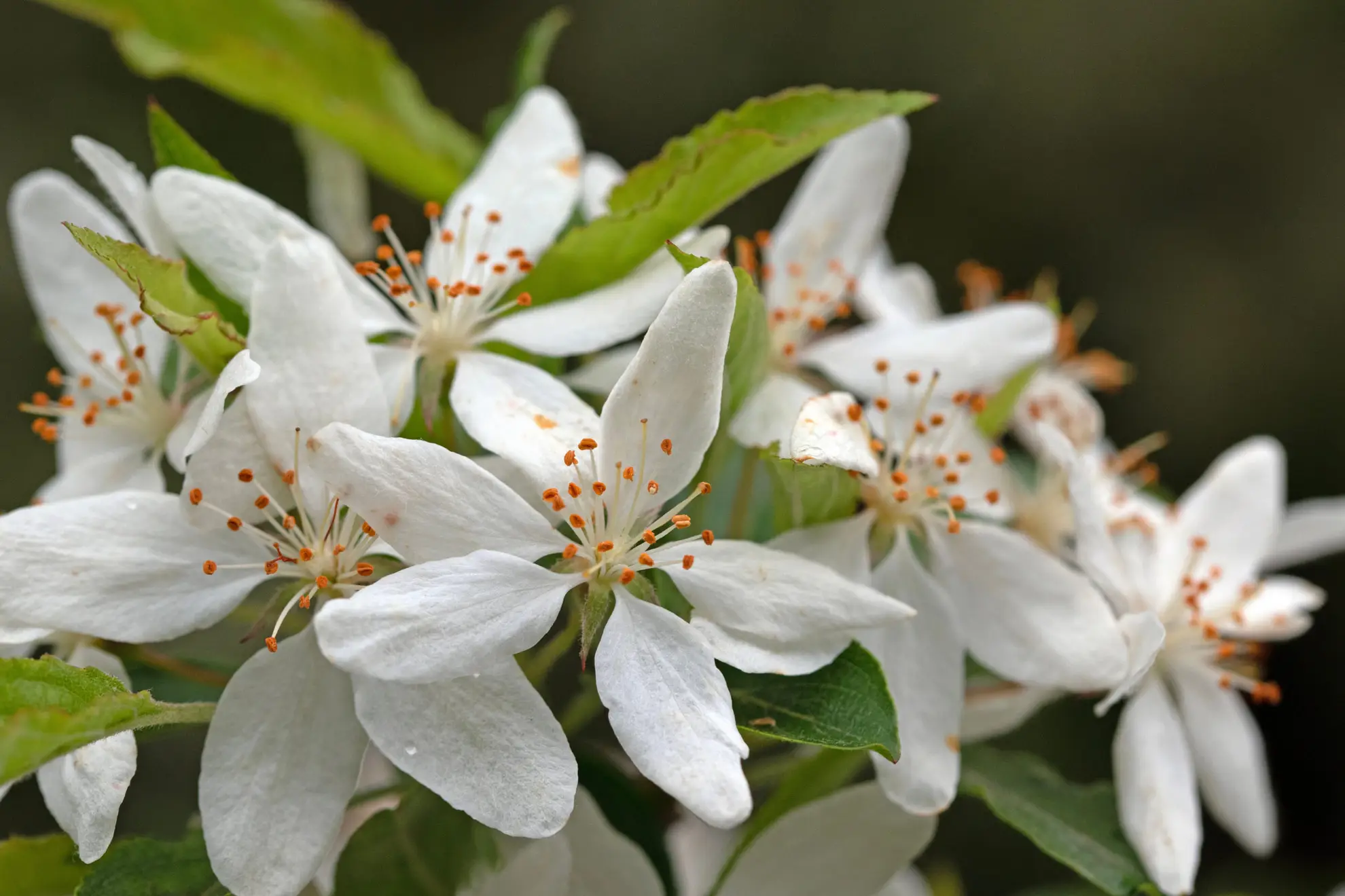 Southern crabapple flowers, white petals and orange-tipped stamens among green leaves