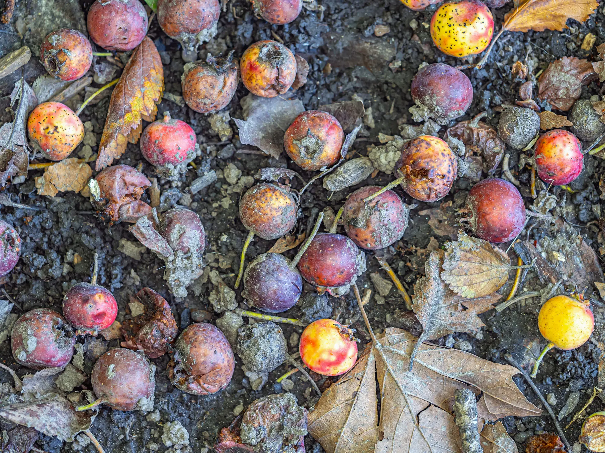 Fallen crabapples rotting on the ground among dry leaves in fall
