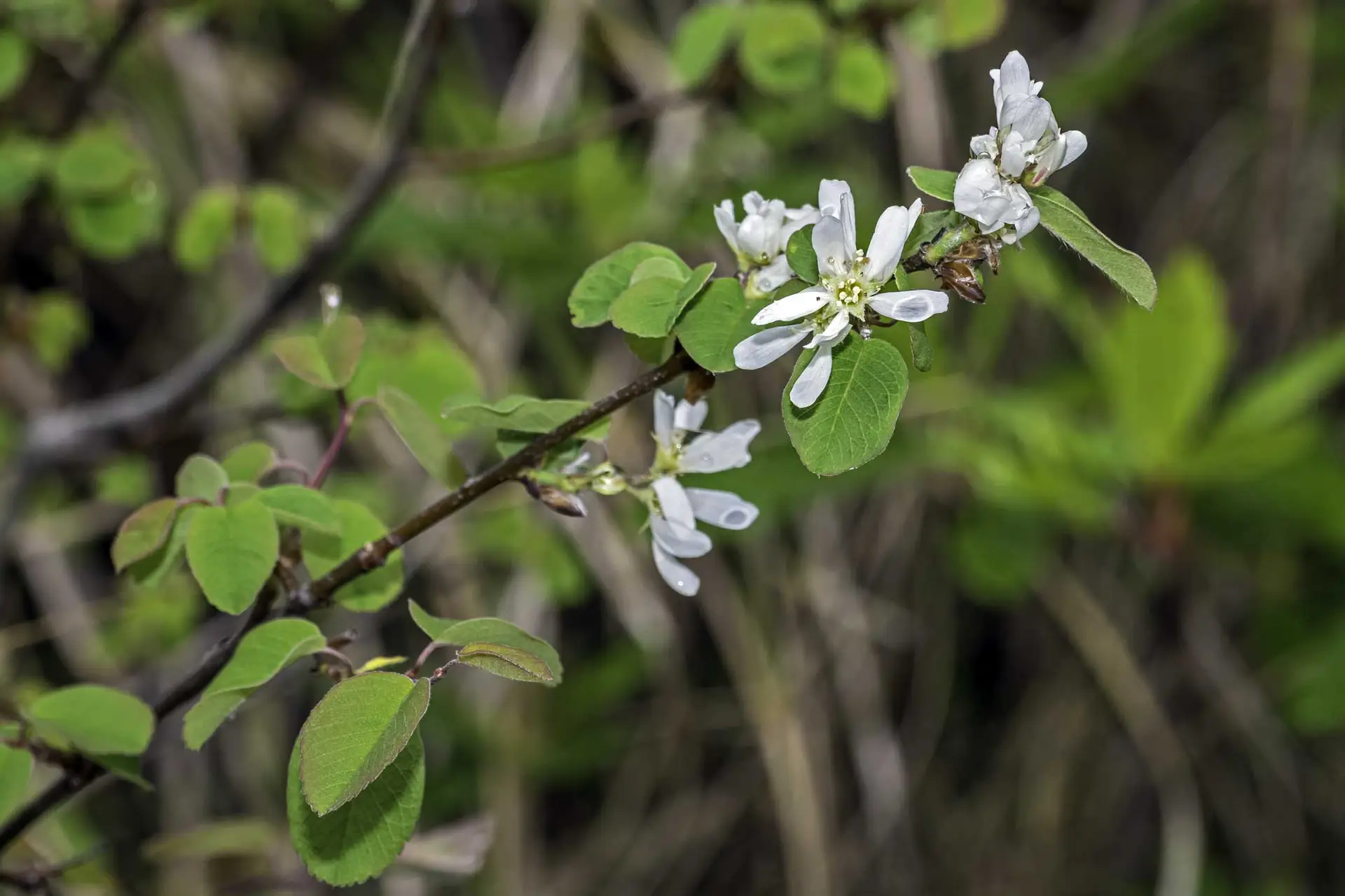 Utah serviceberry, a few white flowers with narrow petals on a branch of round green leaves