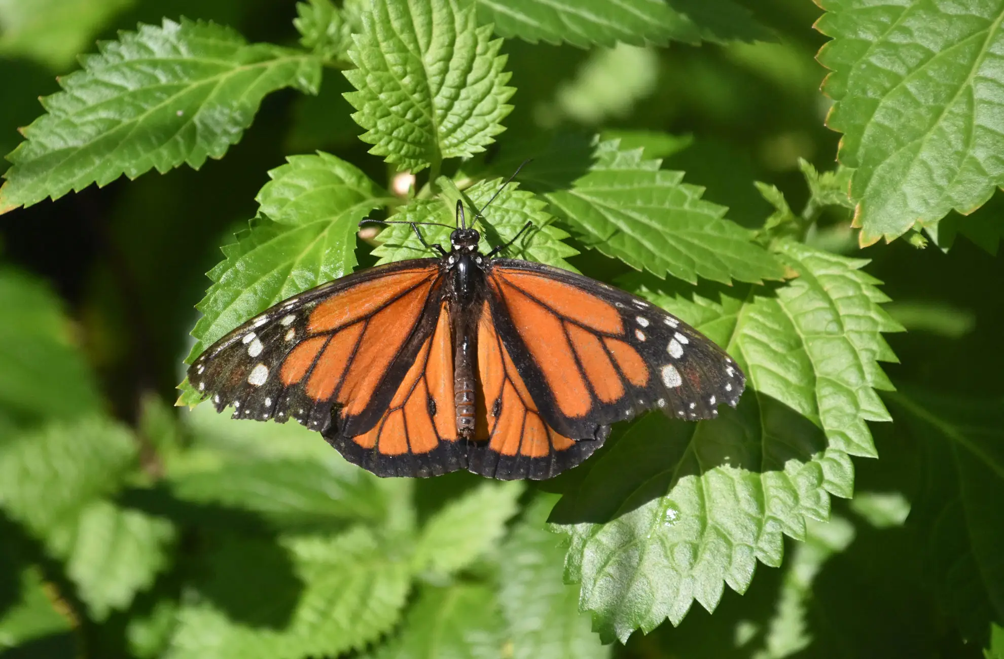 Orange butterfly with black veins and white-spotted borders, wings open on toothed green leaves