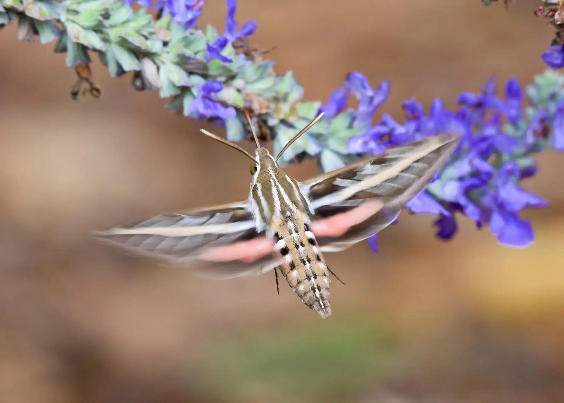White-lined sphinx moth hovering to sip from a spike of purple-blue flowers