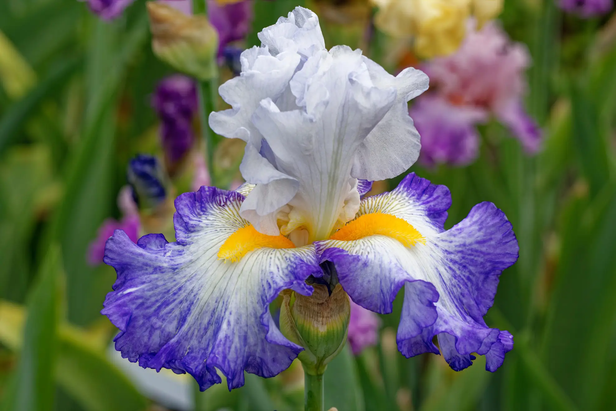 Bearded iris cultivar with ruffled white and violet petals and fuzzy orange beards