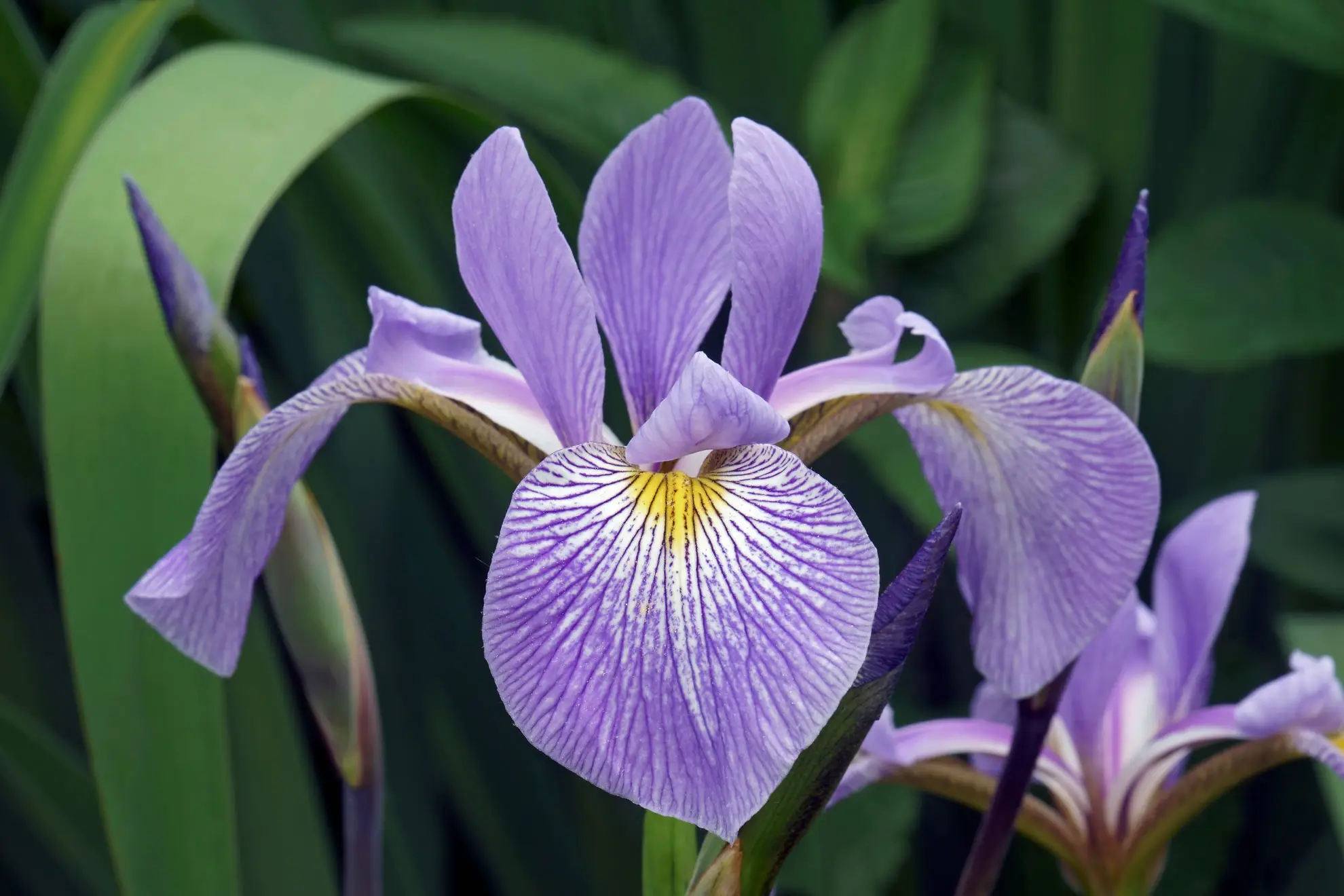 Beardless iris, lavender petals with purple veins and a smooth yellow patch