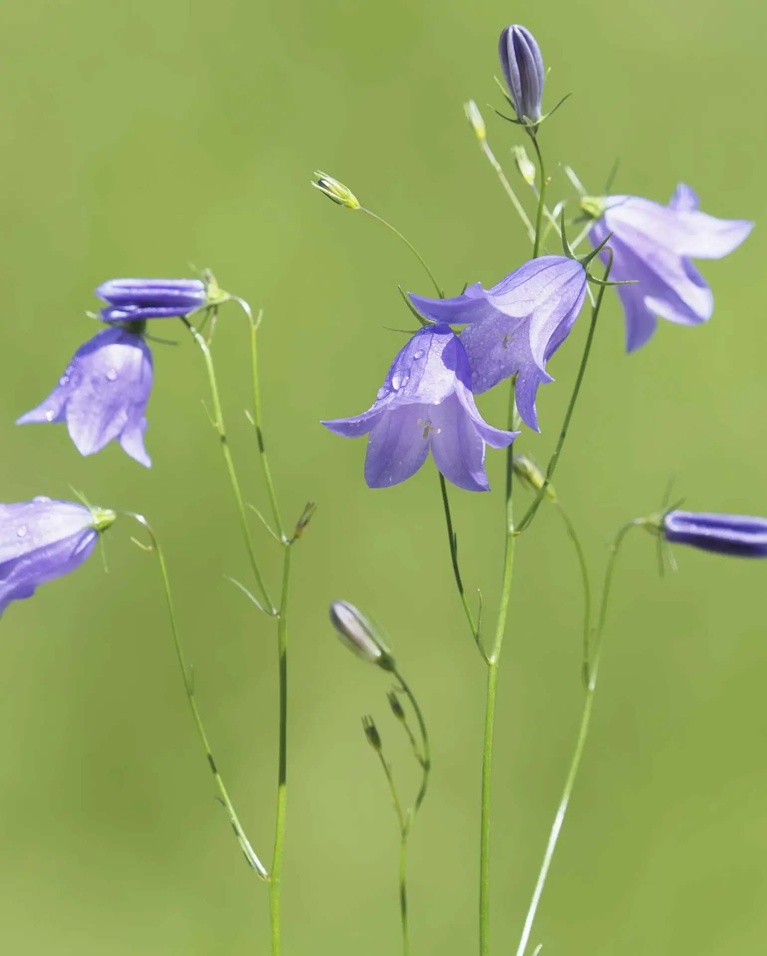 Bluebell bellflowers, violet bells and slim closed buds on hair-thin stems