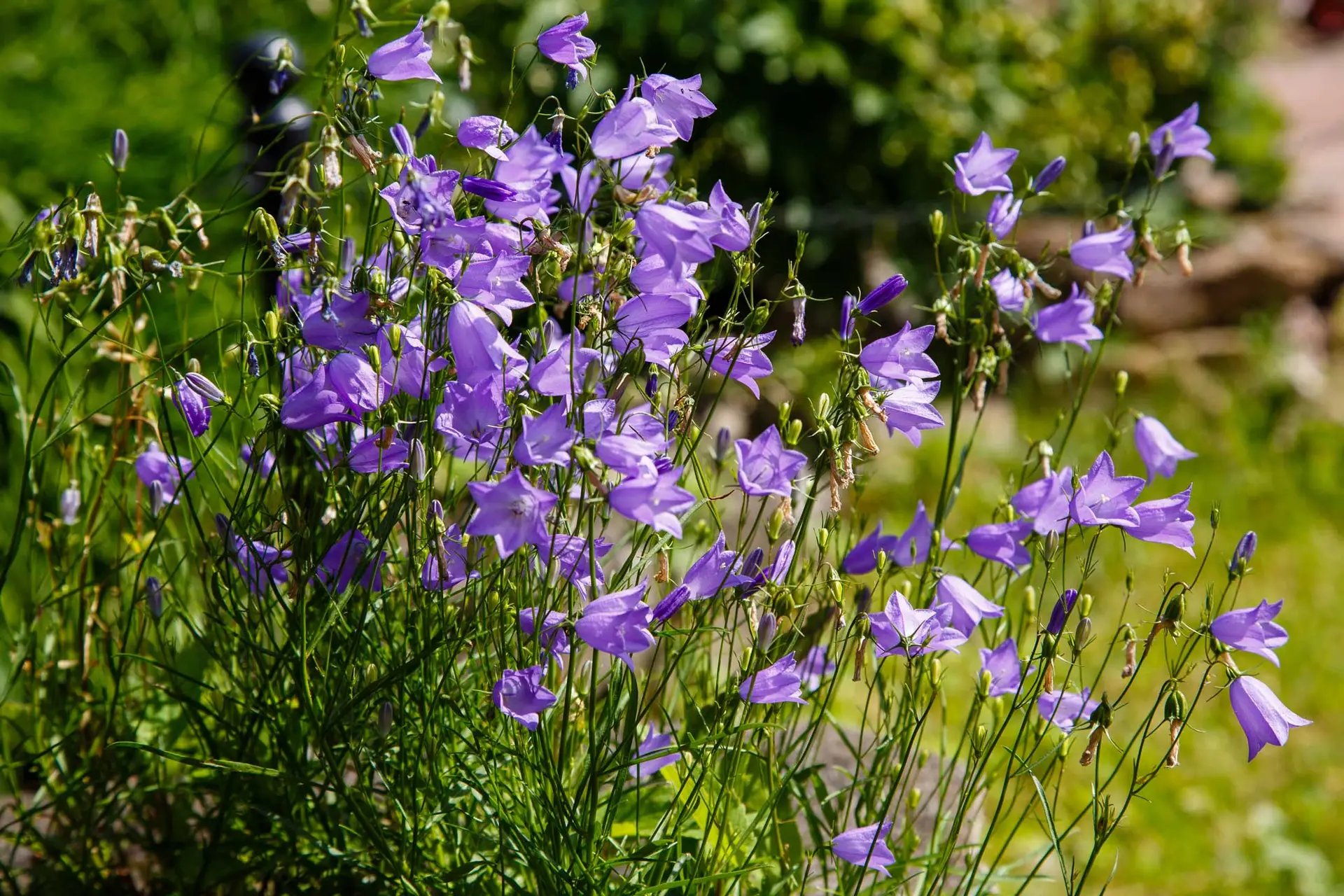 Bluebell bellflowers in a loose clump, dozens of purple bells on wiry stems