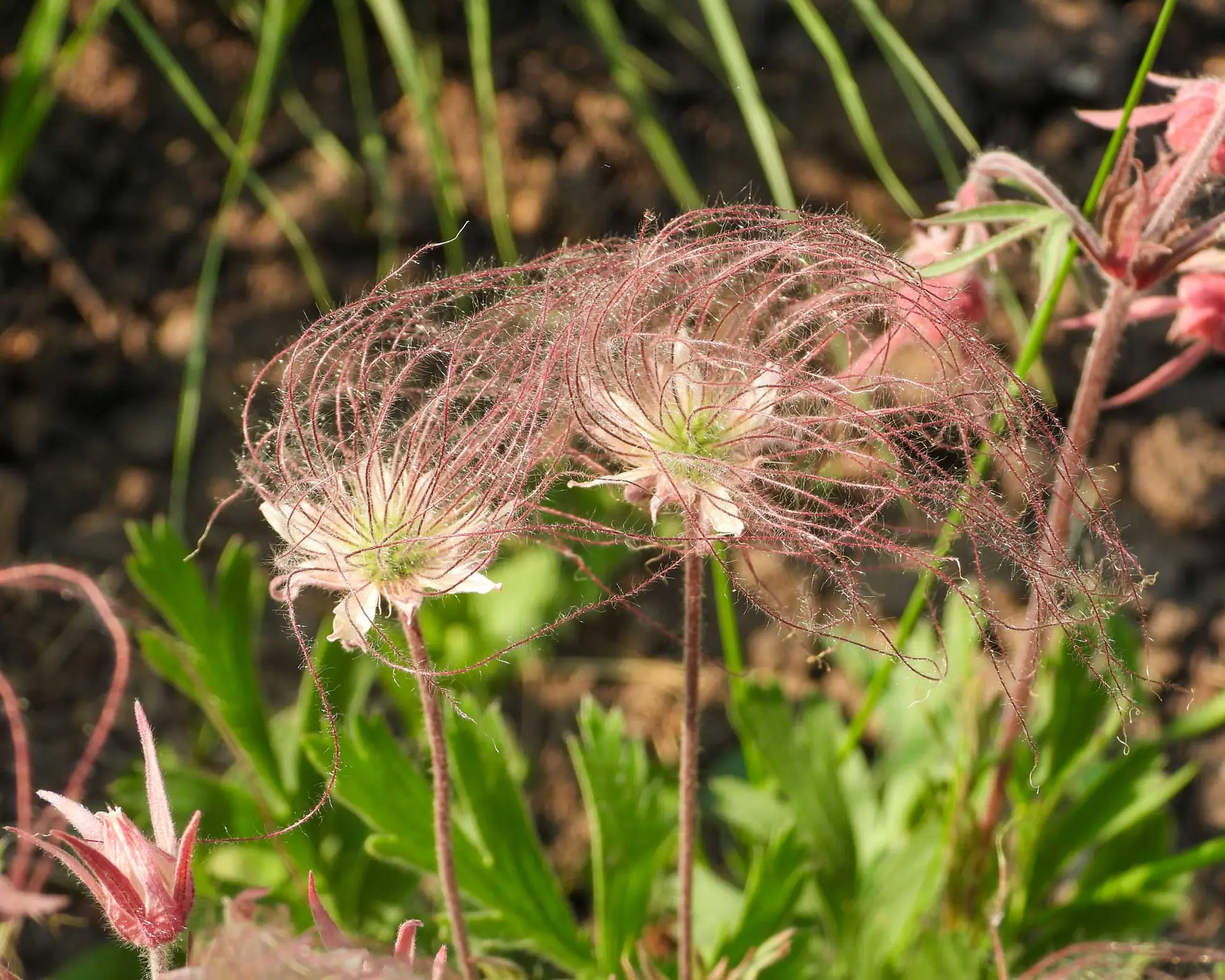Prairie smoke seed heads, long pink feathery plumes
