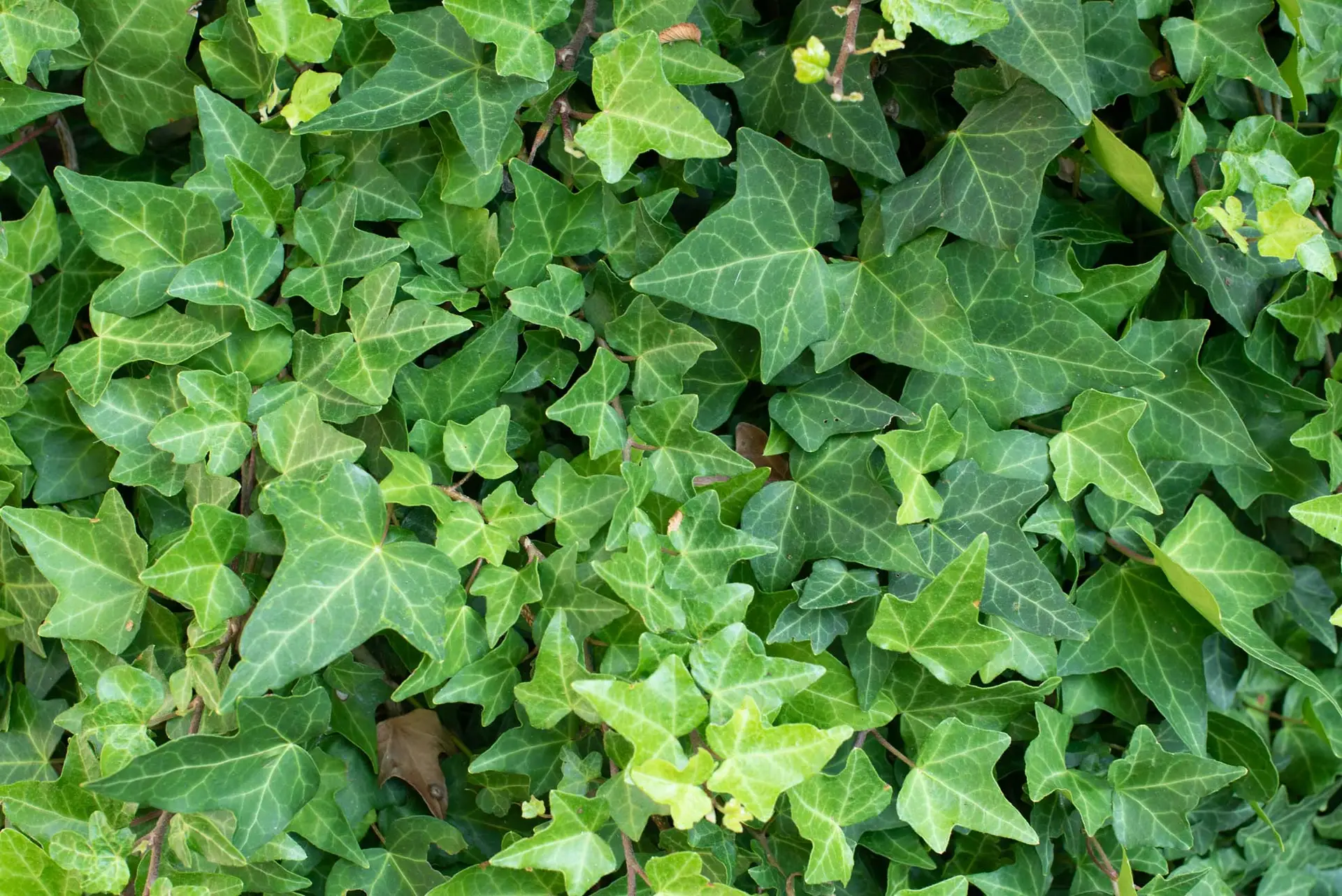 English ivy, an invasive vine with dark green three-lobed leaves covering the ground