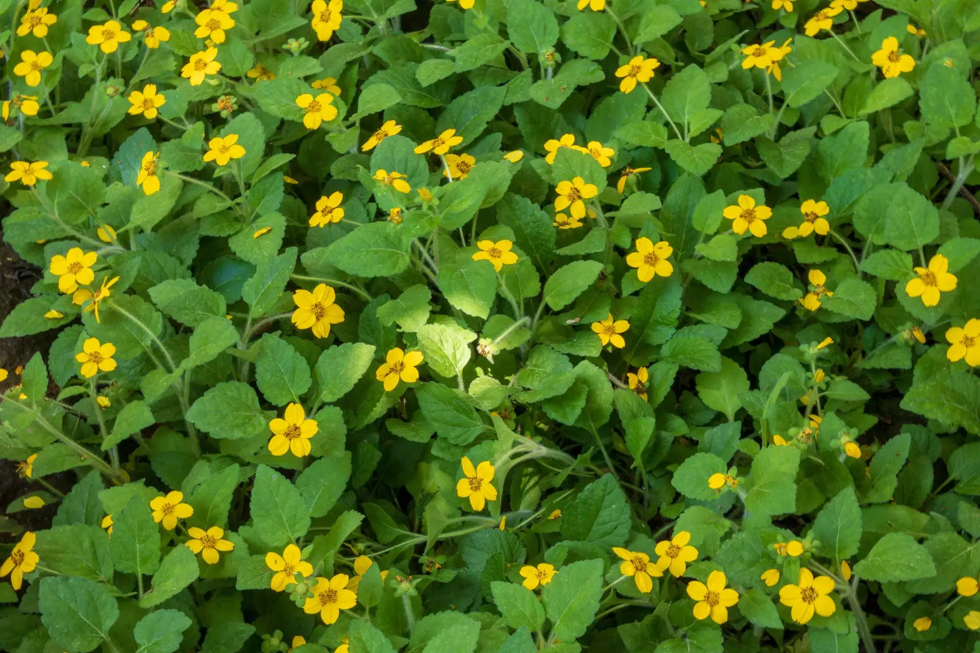 Green-and-Gold forming dense golden carpet with daisy-like flowers in native garden setting