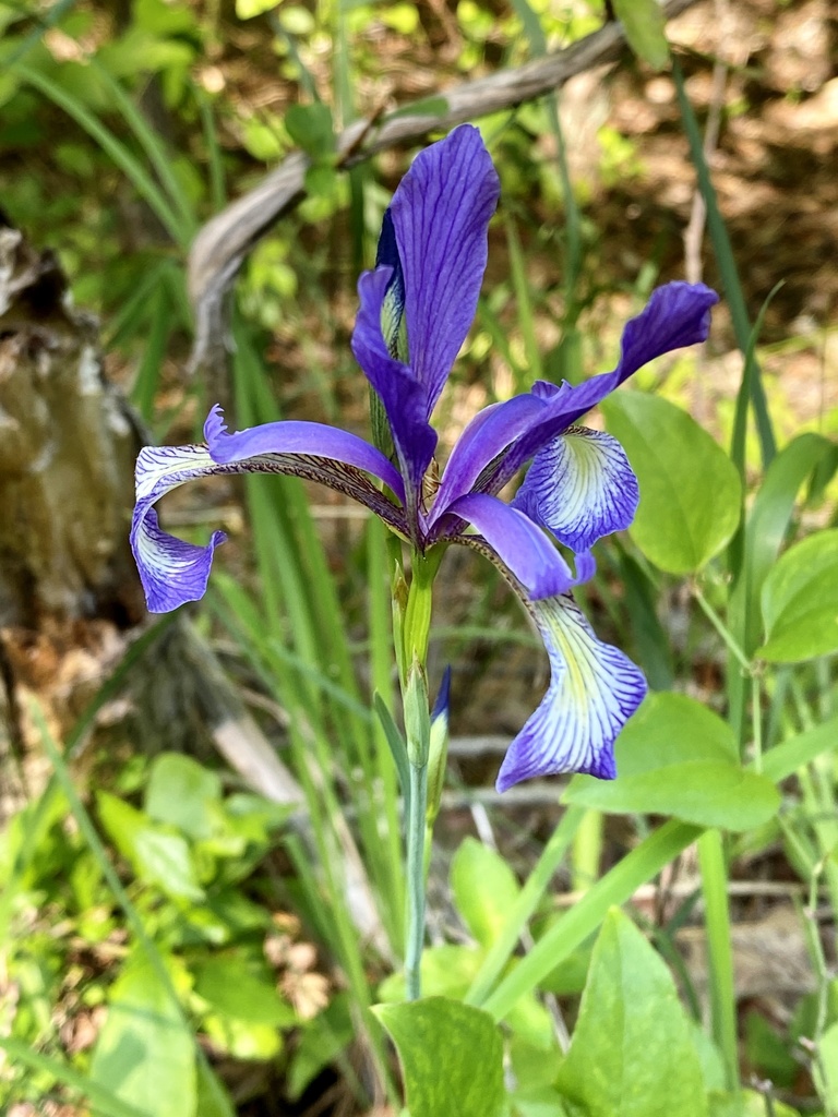 Slender blue iris, a violet-blue flower with white-veined petals on a thin stem