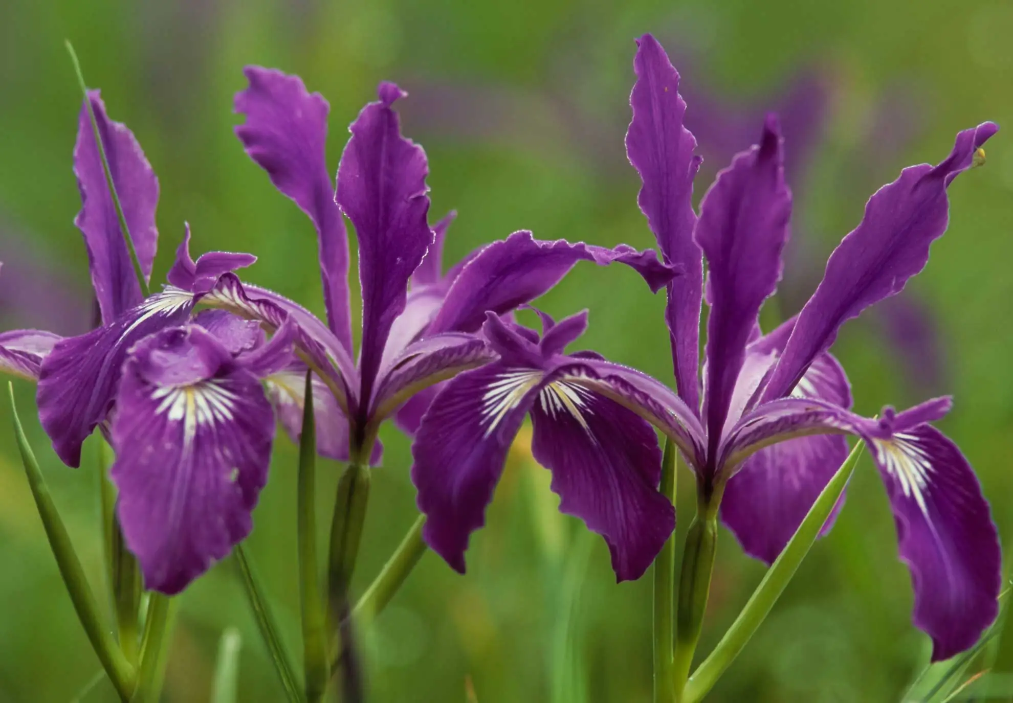 Tough-leaf iris, a group of deep purple flowers with white-streaked centers