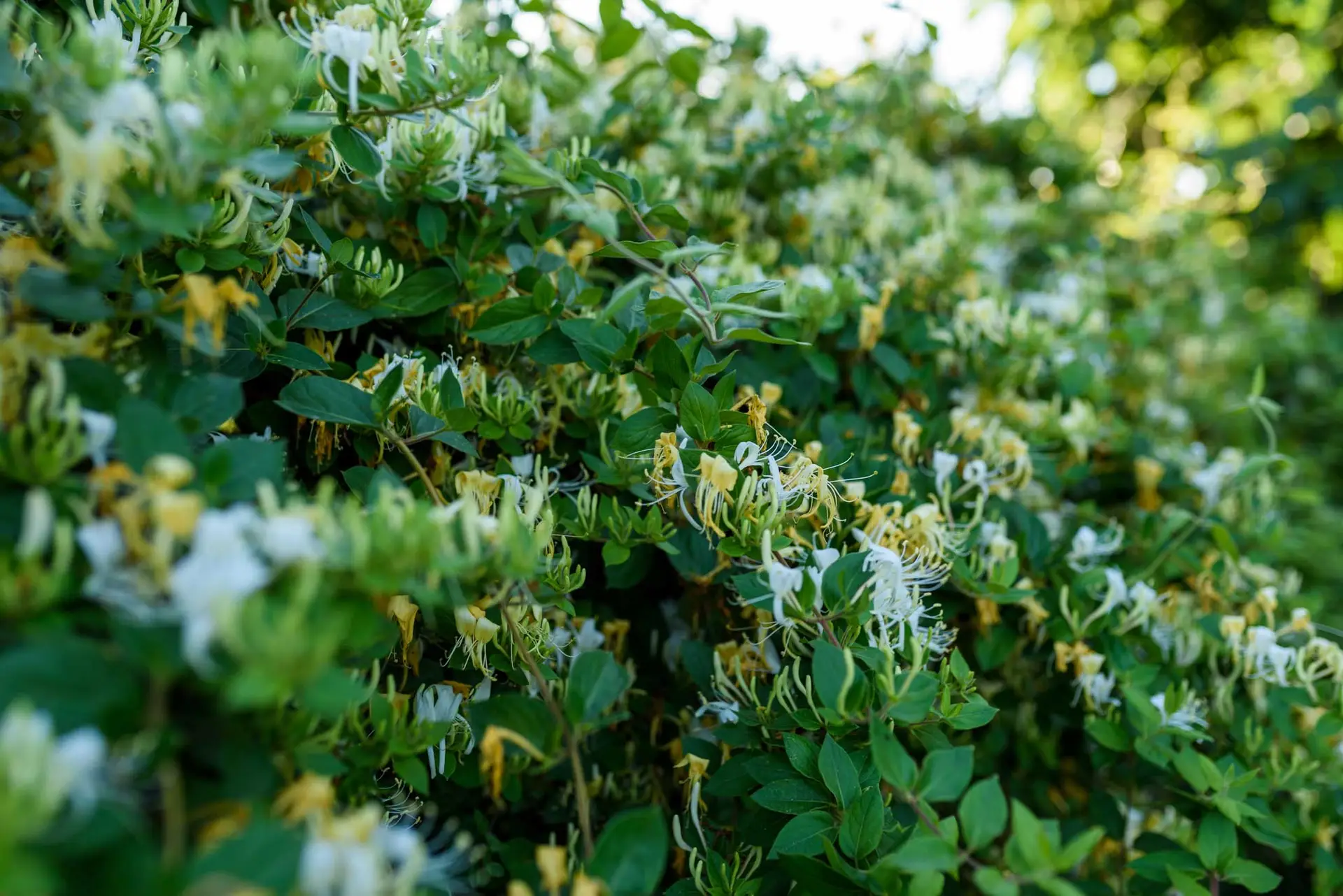 Japanese honeysuckle, a tangle of white and yellow flowers over green leaves