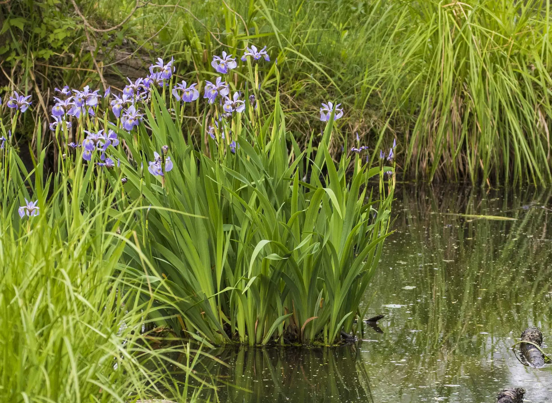 Northern blue flag iris, a clump of violet flowers growing in the shallow edge of a pond