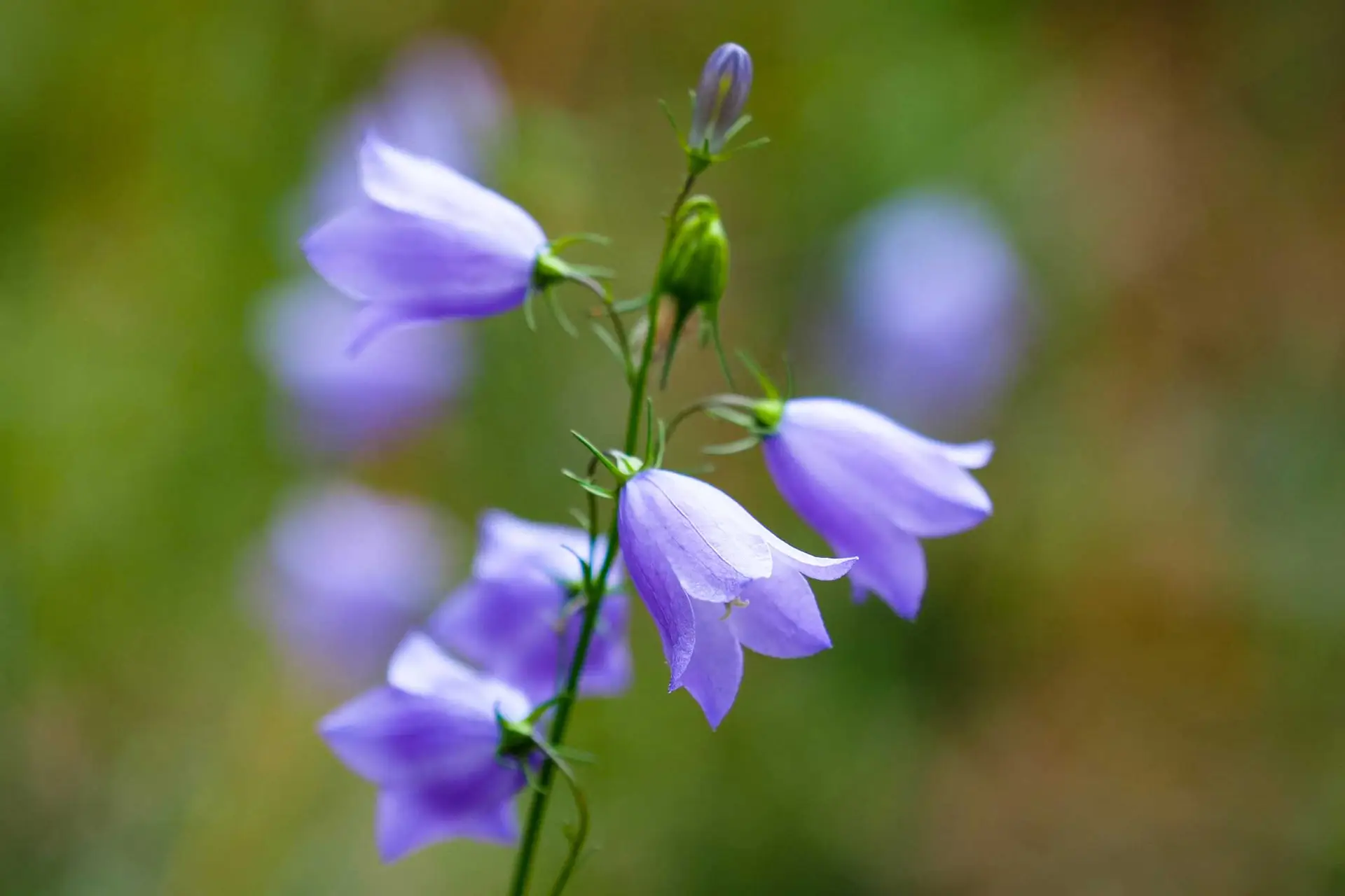 Bluebell bellflower, a single stem with several nodding violet bells