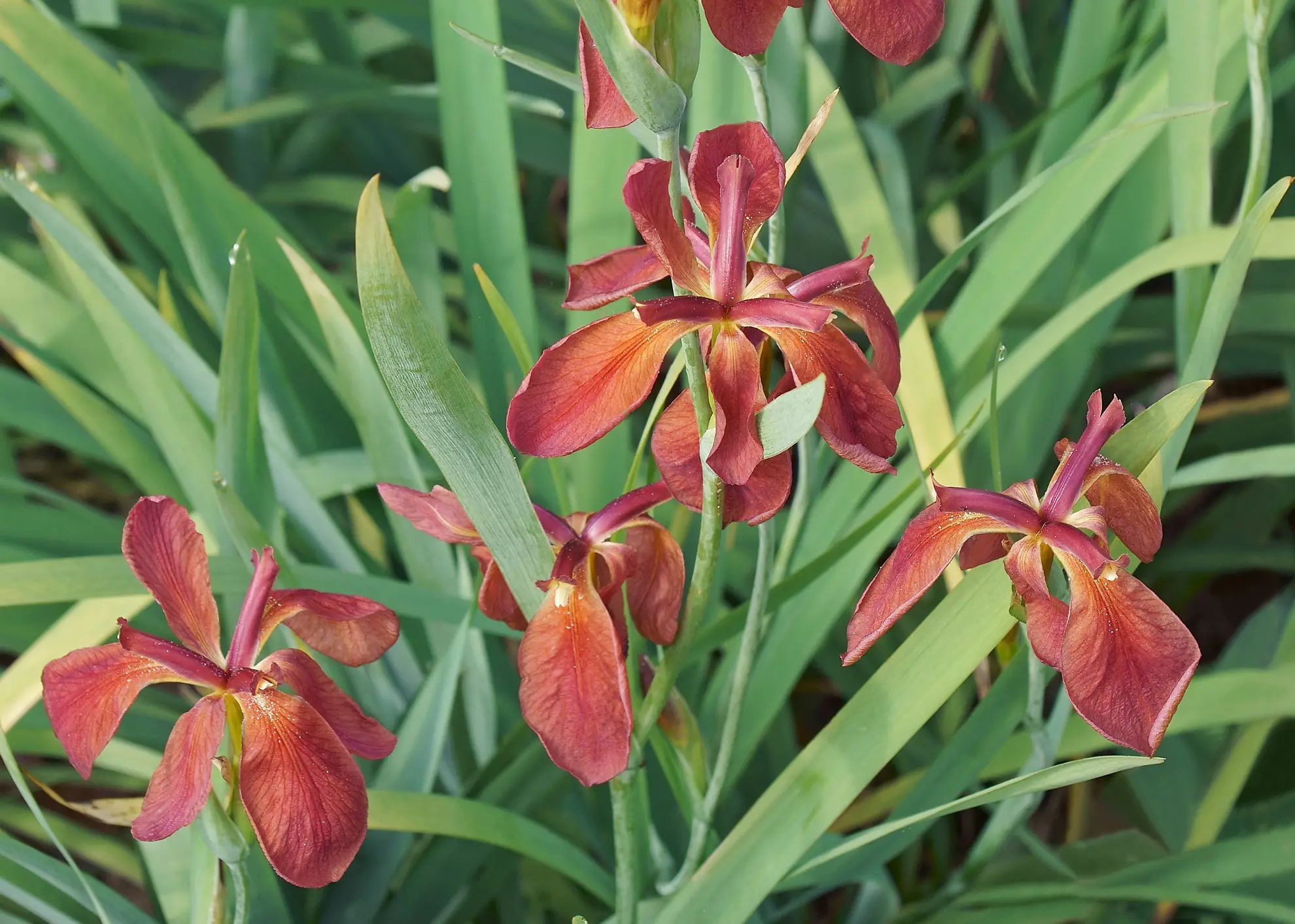Copper iris, rusty red-orange flowers among long sword-shaped leaves