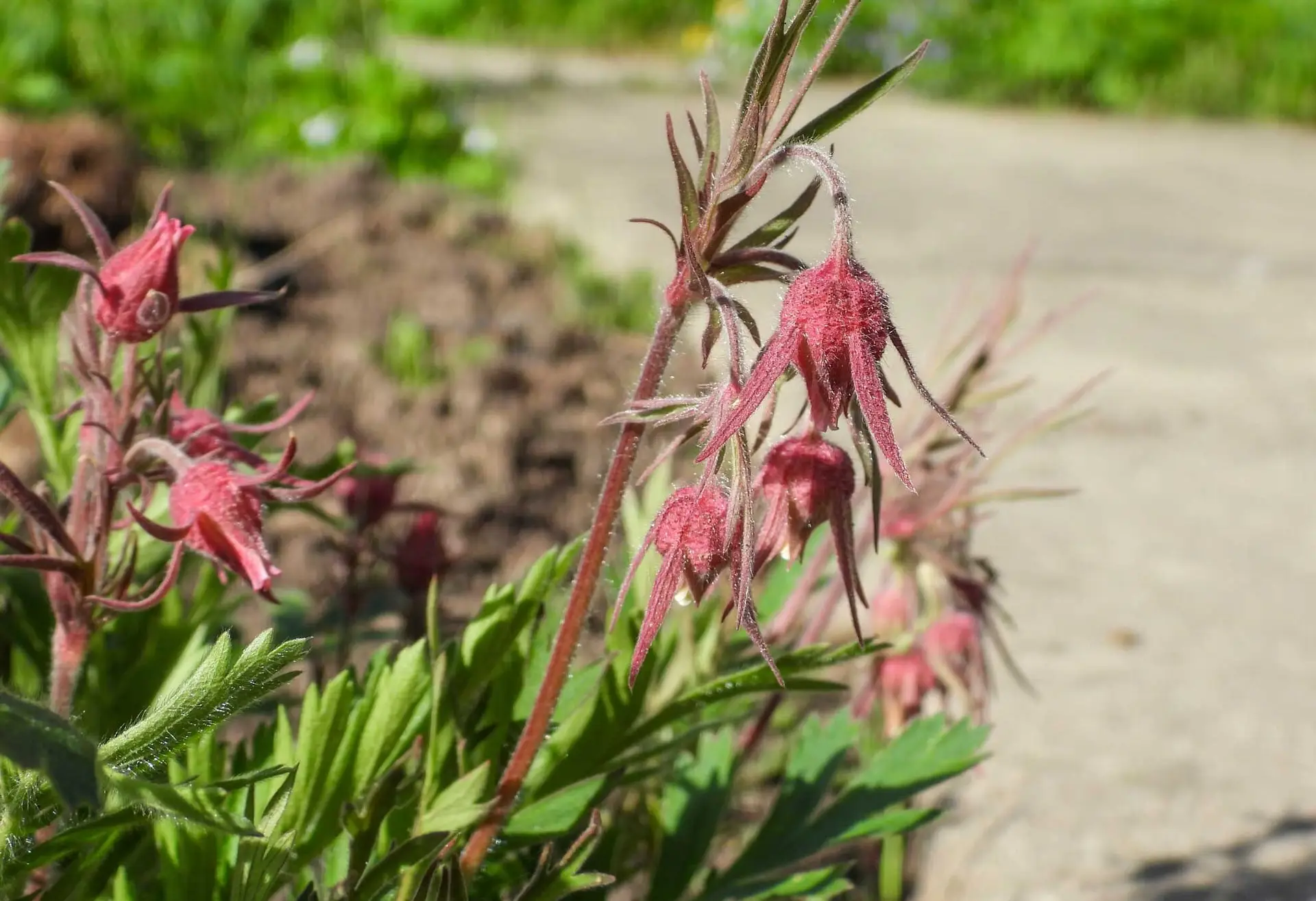 Prairie smoke, dusty pink bell-shaped flowers hanging from red stems