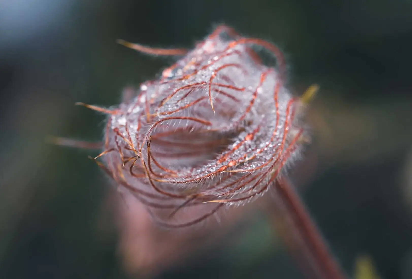 Prairie smoke seed head up close, pink feathery strands twisted together
