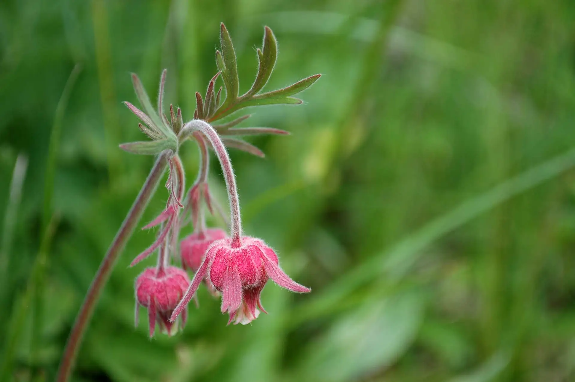 Prairie smoke, three pink bell flowers hanging from a single stem