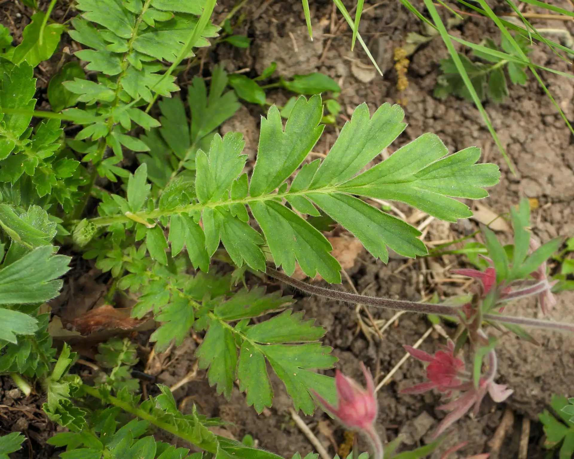 Prairie smoke’s fern-like leaves with a few pink buds in early spring
