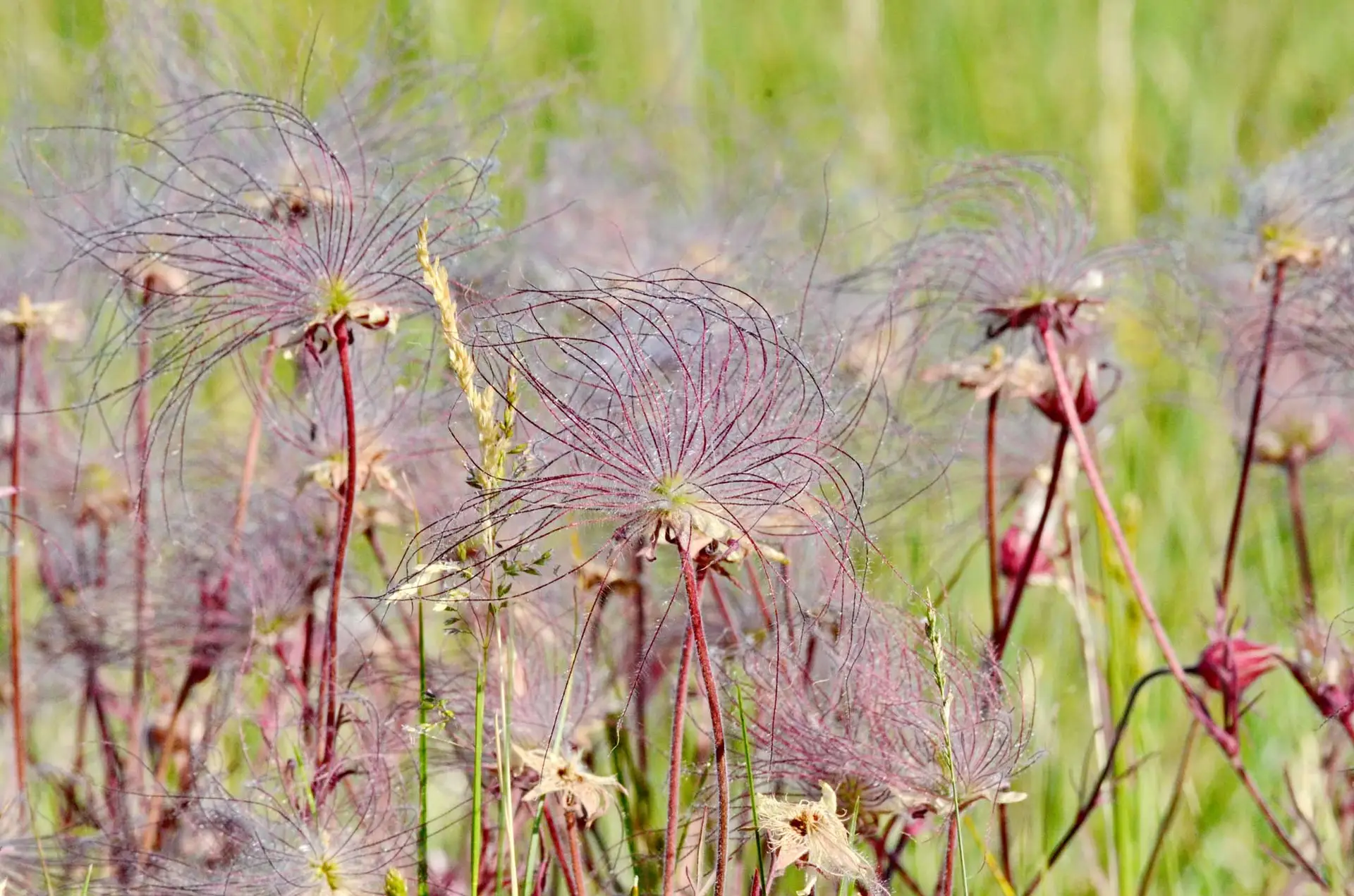 Prairie smoke, wispy pink seed plumes on red stems in a grassy meadow