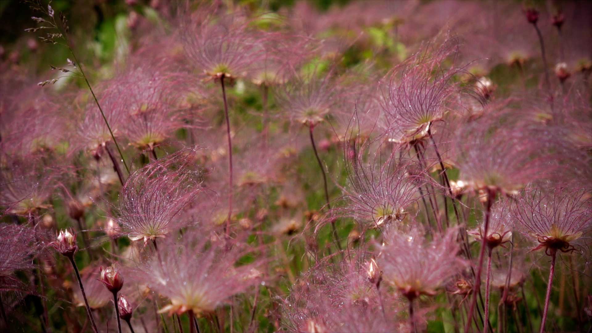 Prairie smoke in seed, a haze of wispy pink plumes