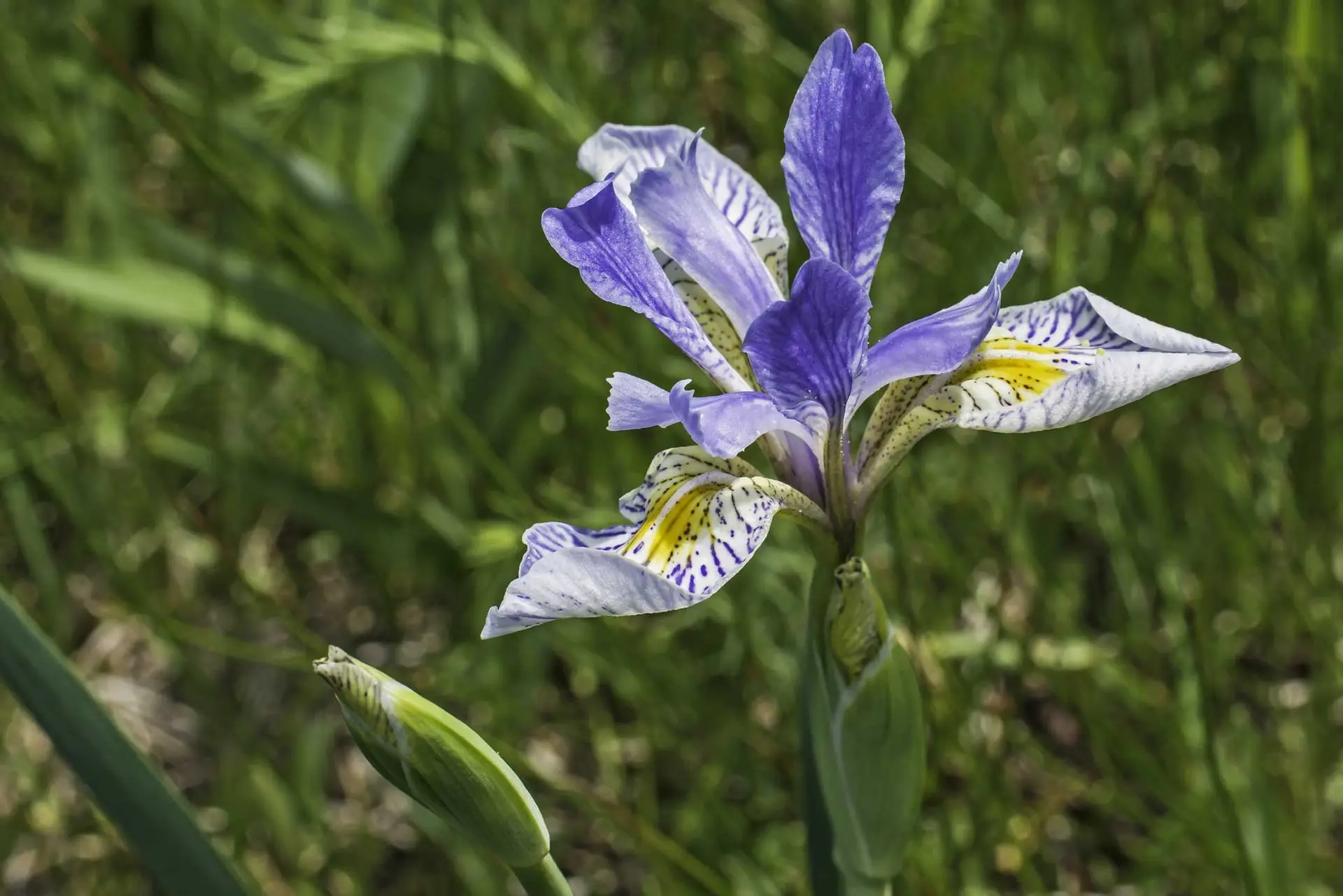 Rocky Mountain iris, a pale blue flower with dark veins and a yellow patch