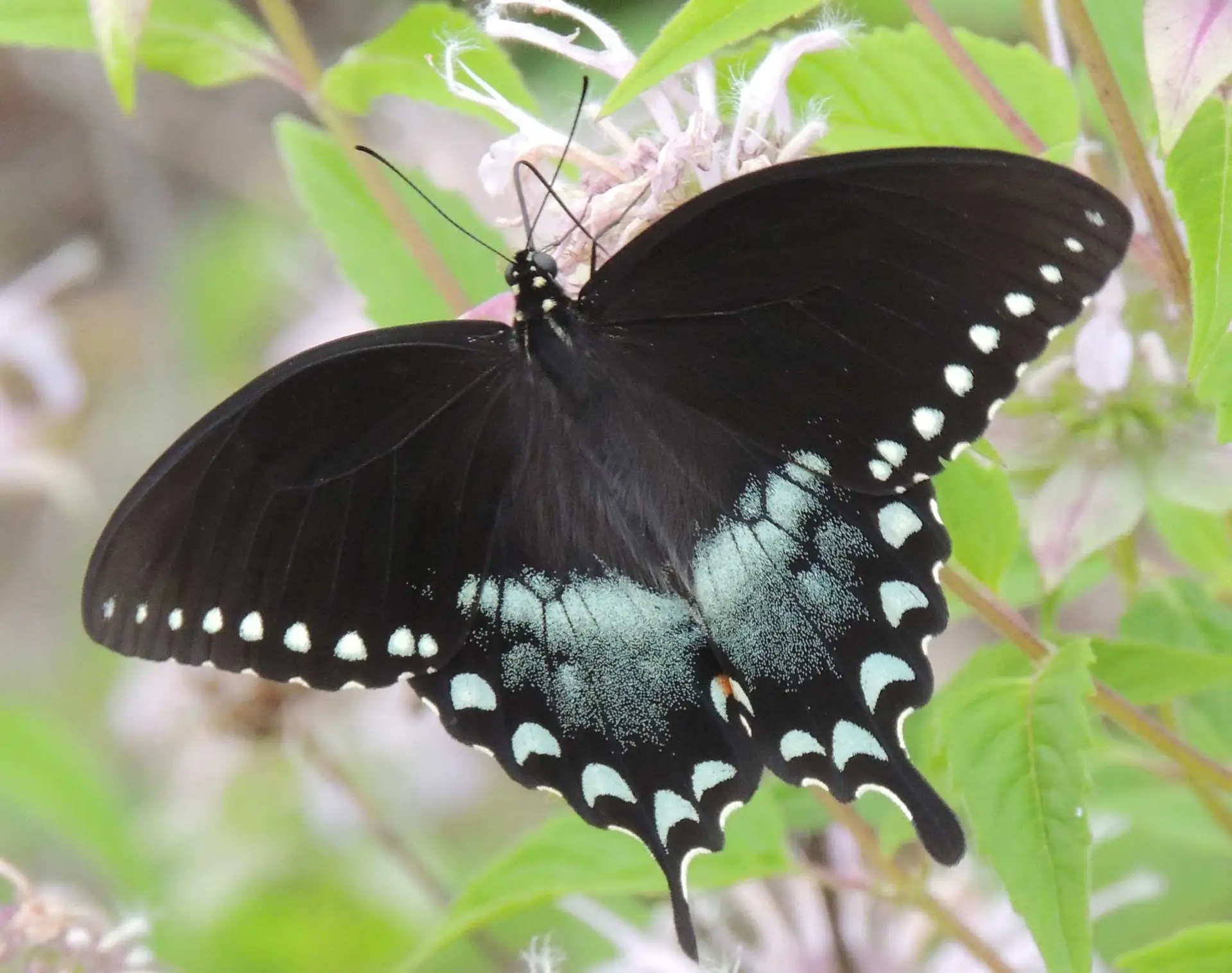 Spicebush swallowtail butterfly, black with blue-green hindwings, on a pale bee balm flower