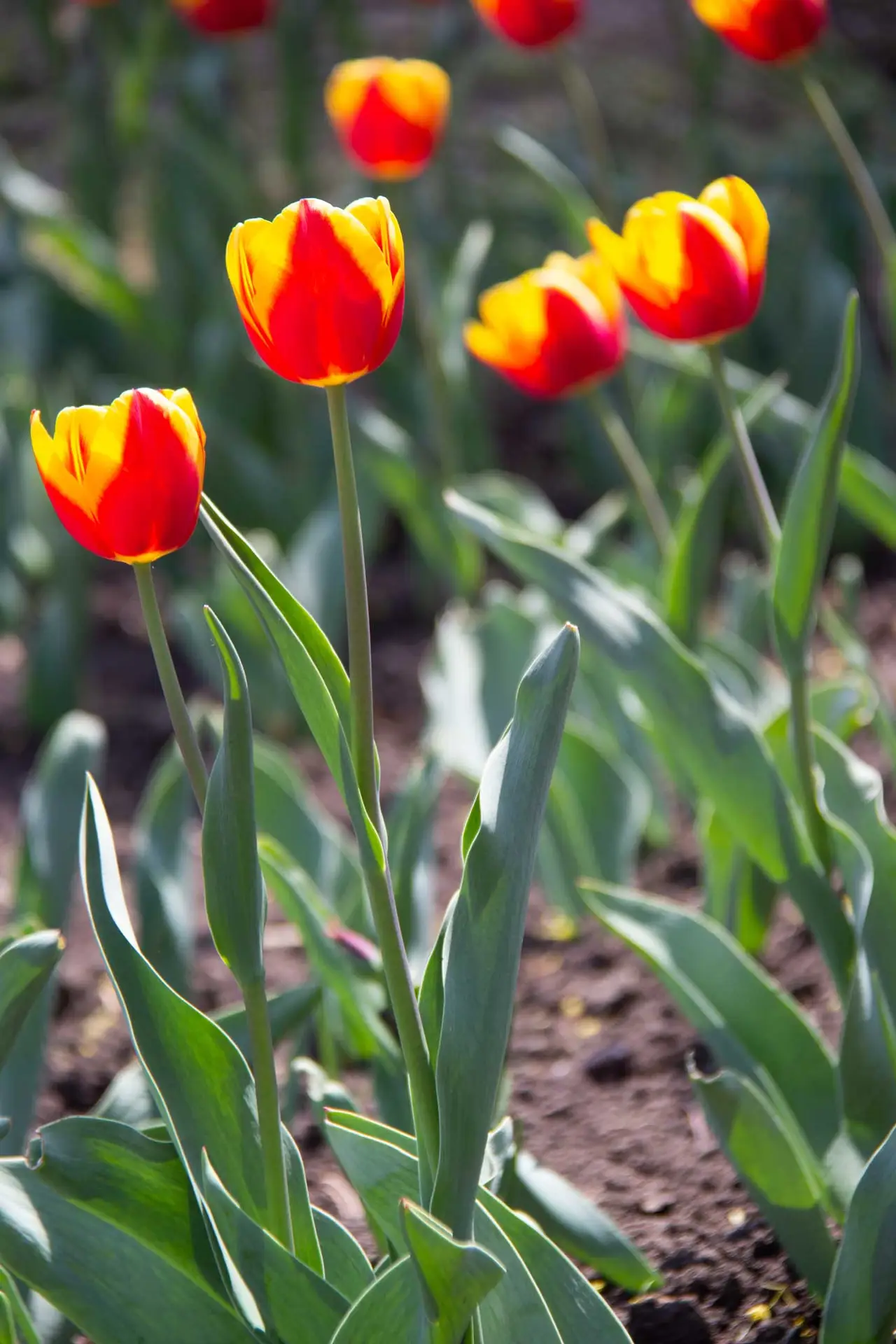 Tulips, non-native red flowers edged in yellow above blue-green leaves