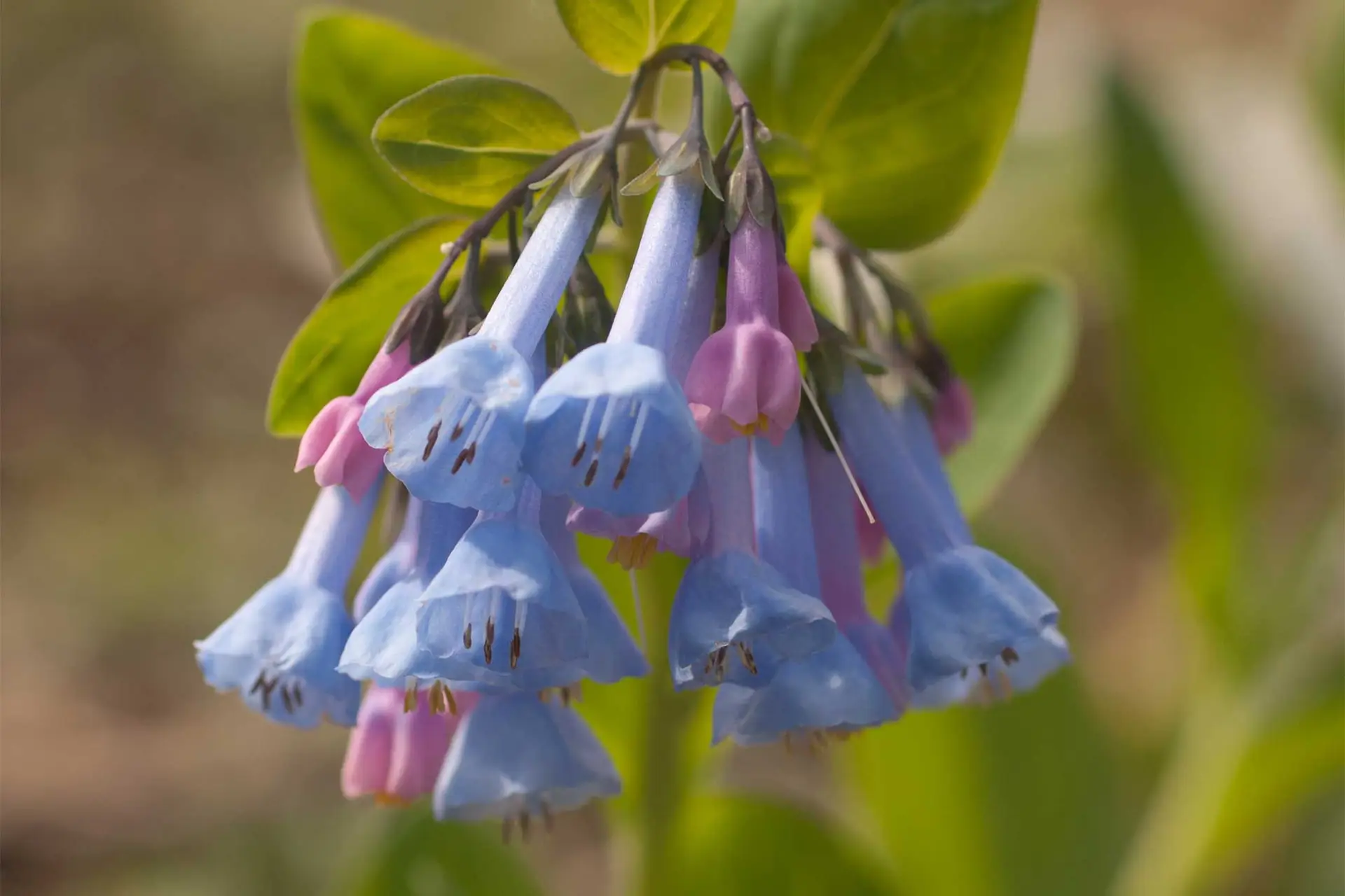 Virginia bluebells, a cluster of sky-blue tubular flowers hanging down, with pink buds