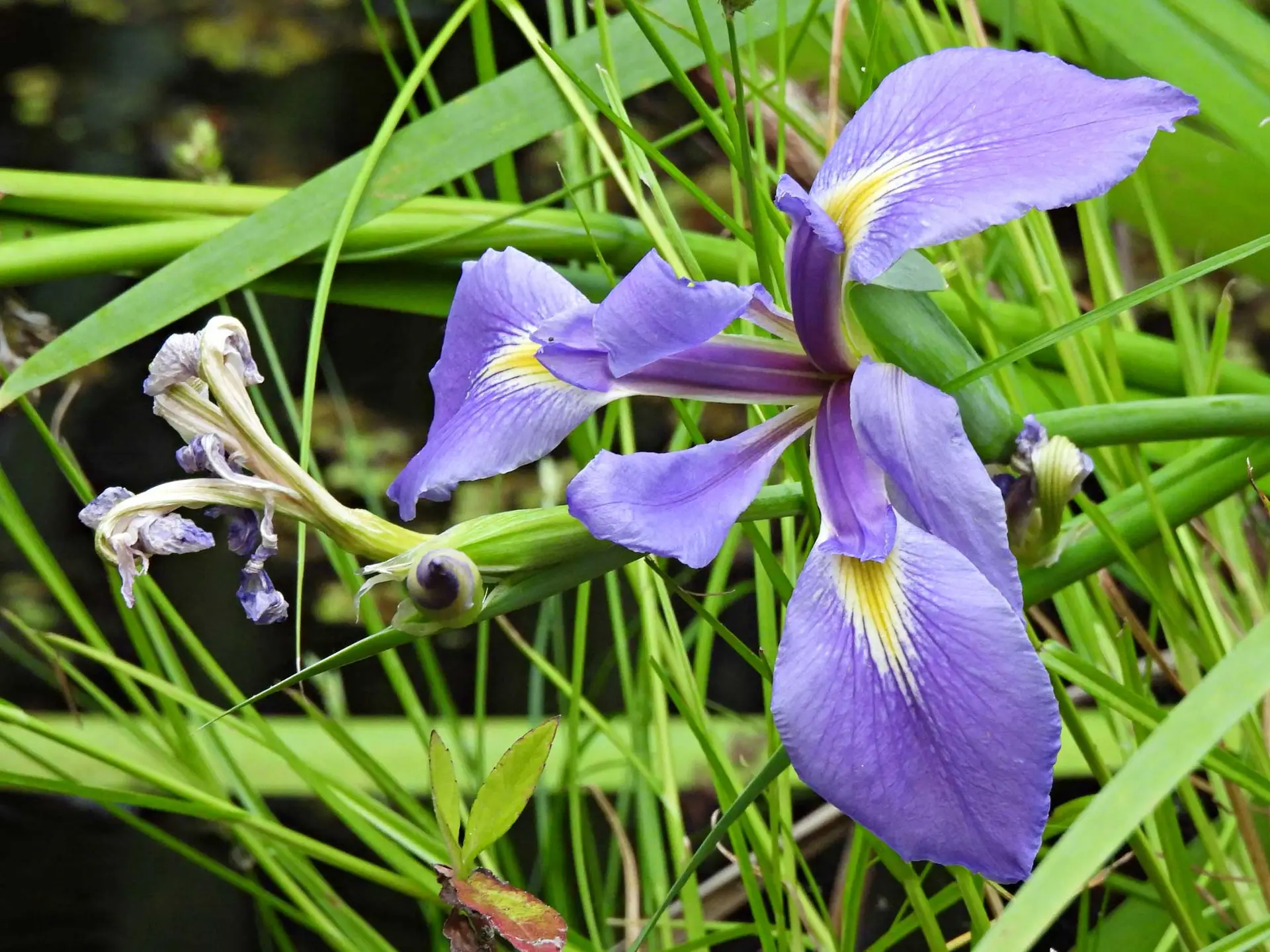Virginia iris, a lavender-blue flower with a yellow patch among grassy leaves