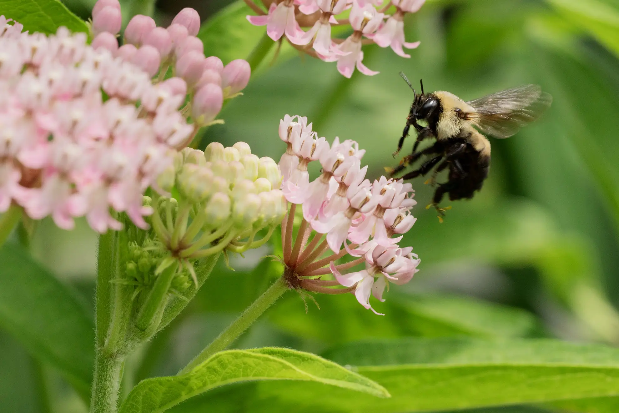 Bumblebee flying in to a cluster of pale pink swamp milkweed flowers