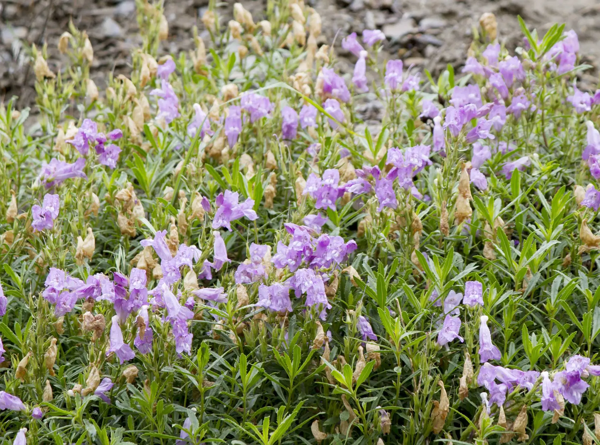 Bush penstemon, a low mat of lavender tubular flowers over narrow leaves