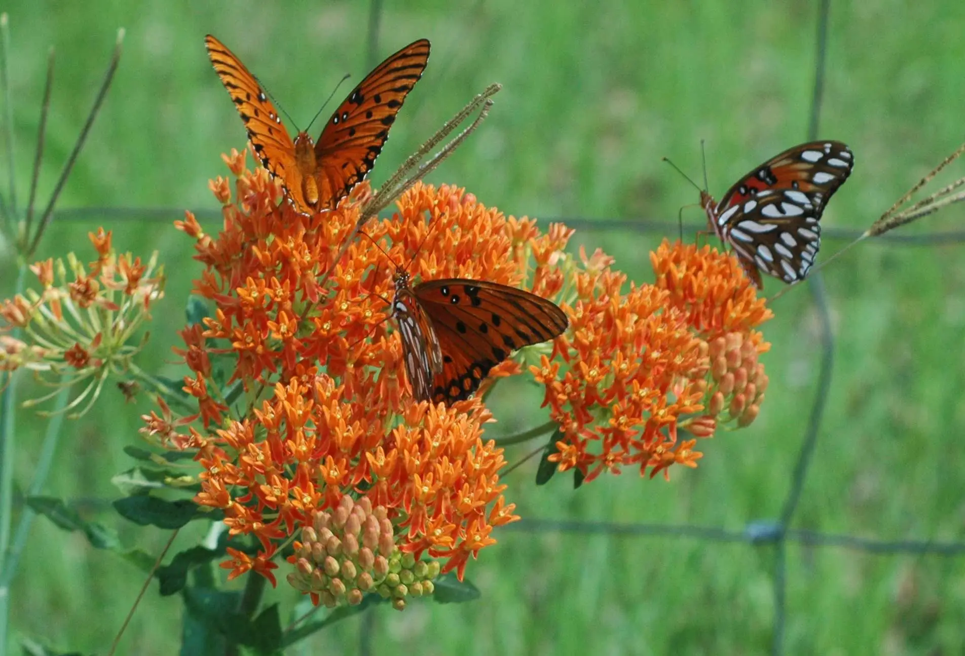 Butterfly weed’s orange flowers with three gulf fritillary butterflies feeding