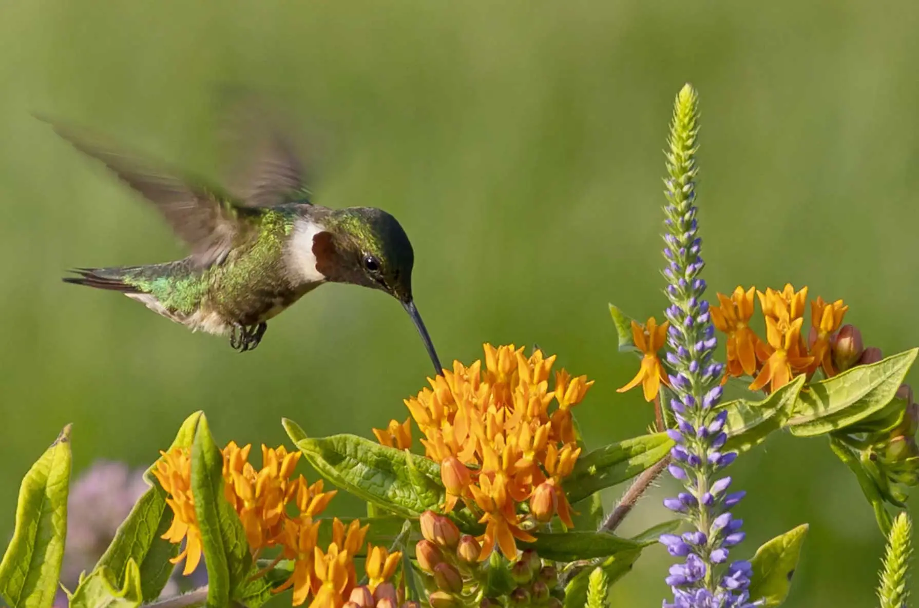 Ruby-throated hummingbird sipping from butterfly weed, next to a spike of blue vervain