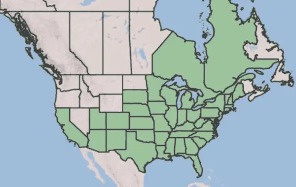 Butterfly-weed-native-range-usda-map - the Plant Native