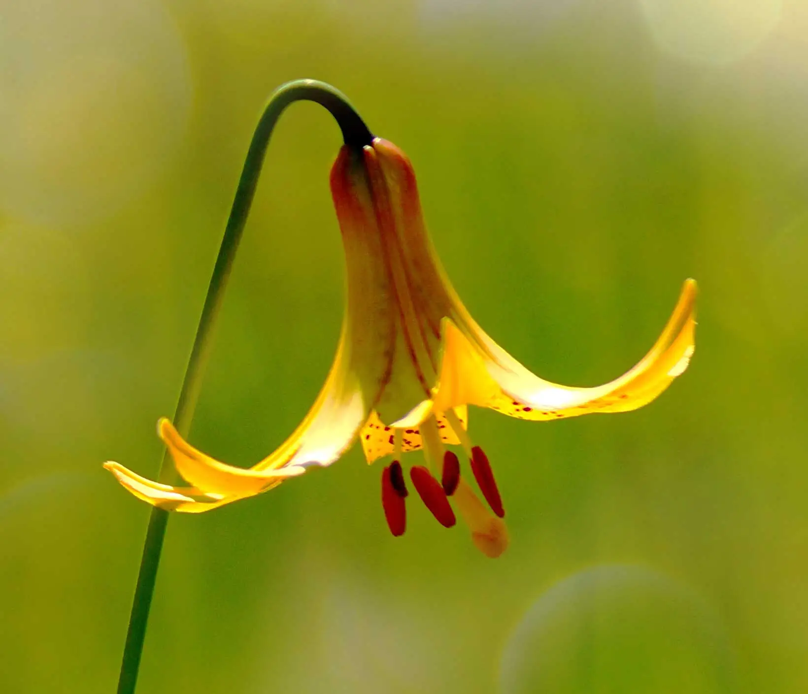 Canada lily, a yellow-orange bell-shaped flower with red spots, hanging from a curved stem